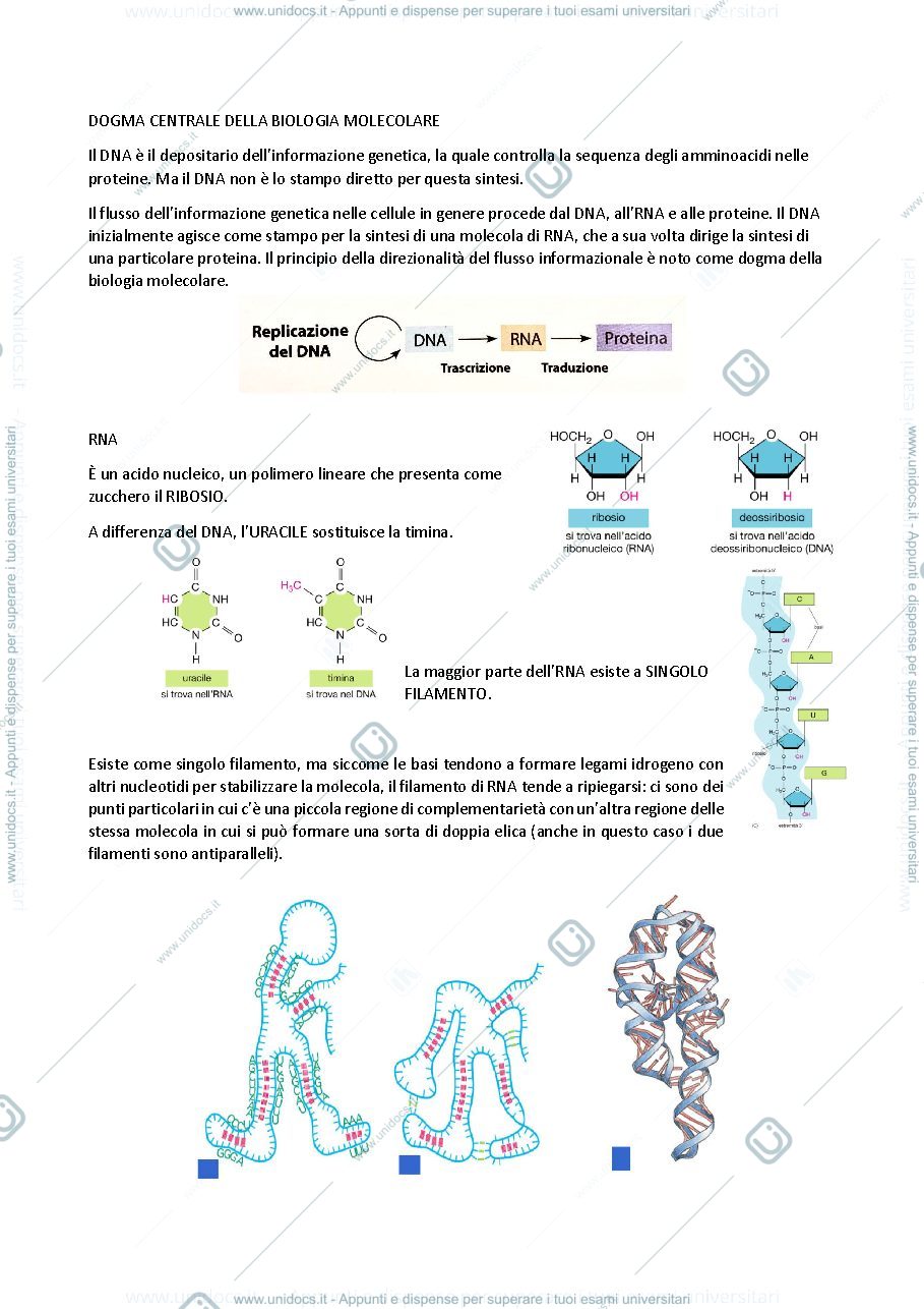 Anteprima pagina 1 — biologia generale e cellulare - Trascrizione del DNA e Geni