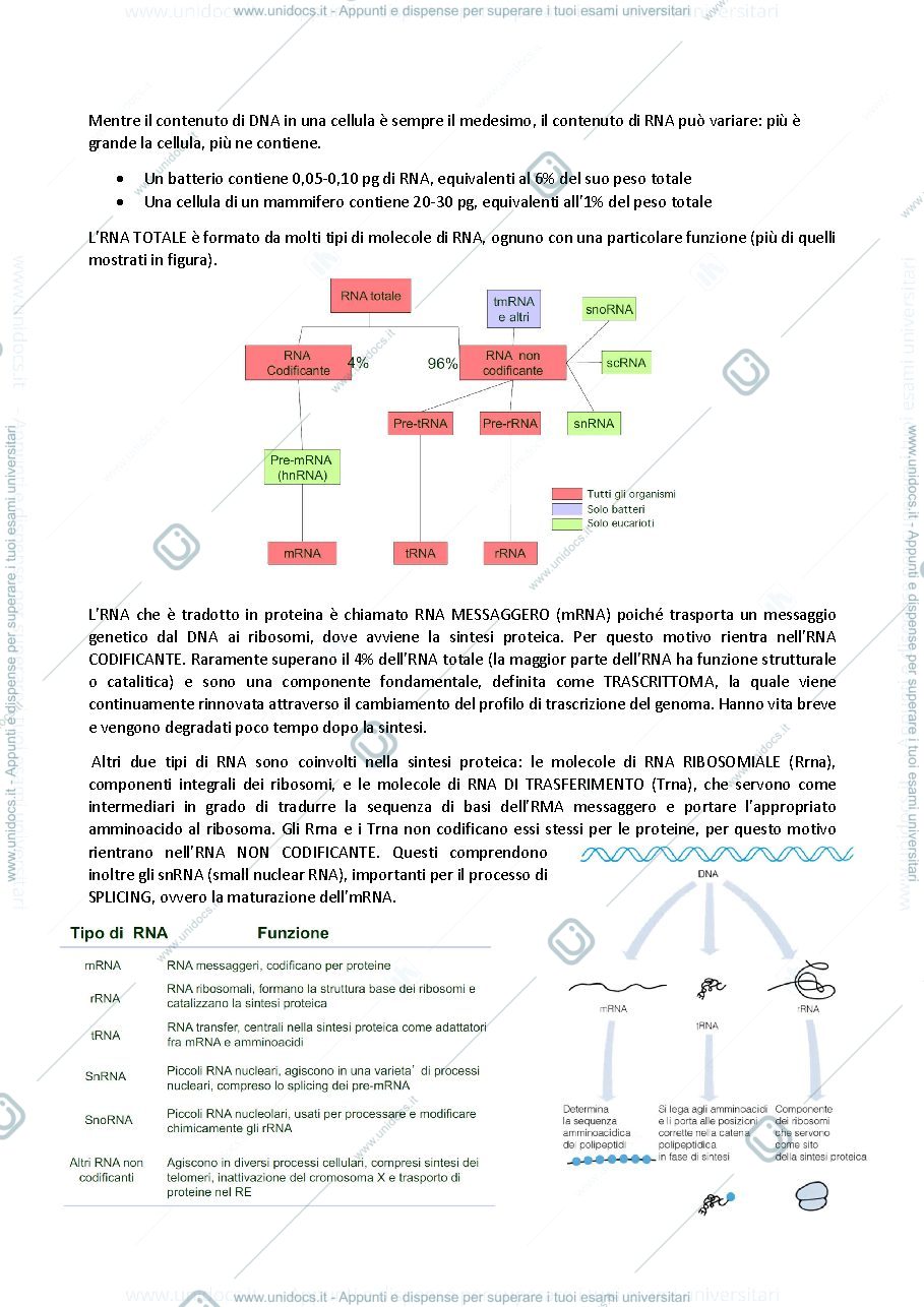 Anteprima pagina 2 — biologia generale e cellulare - Trascrizione del DNA e Geni
