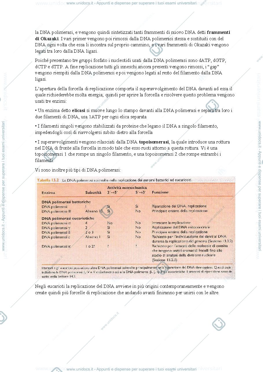 Anteprima pagina 2 — replicazione, trascrizione e traduzione del DNA