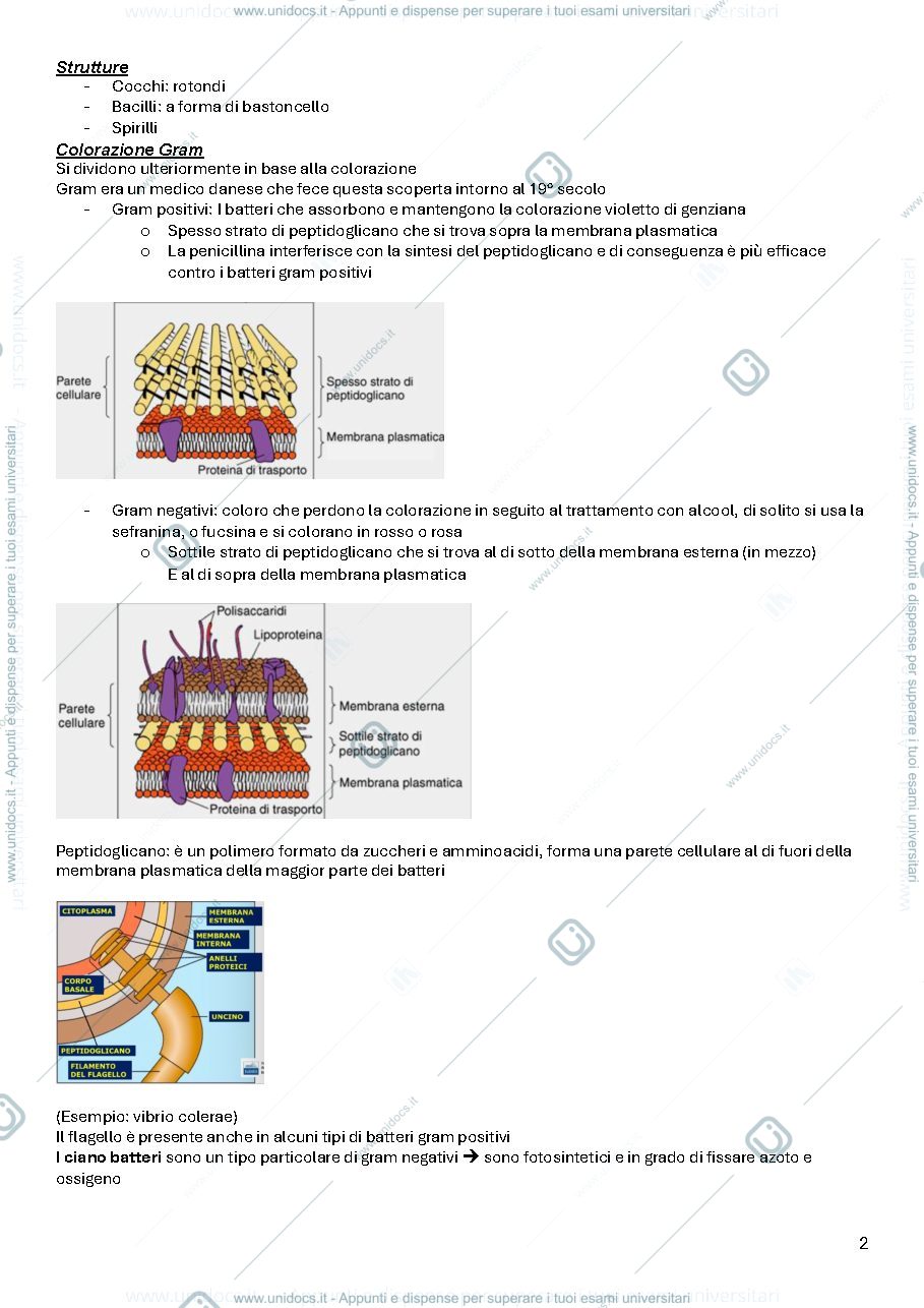 Anteprima pagina 2 — Biologia 