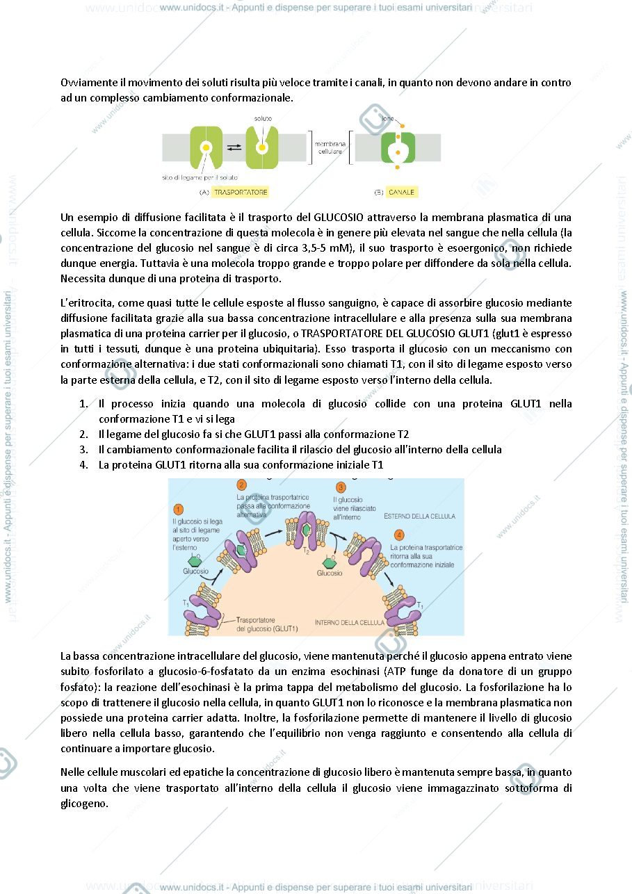 Anteprima pagina 3 — biologia generale e cellulare - Il Trasporto