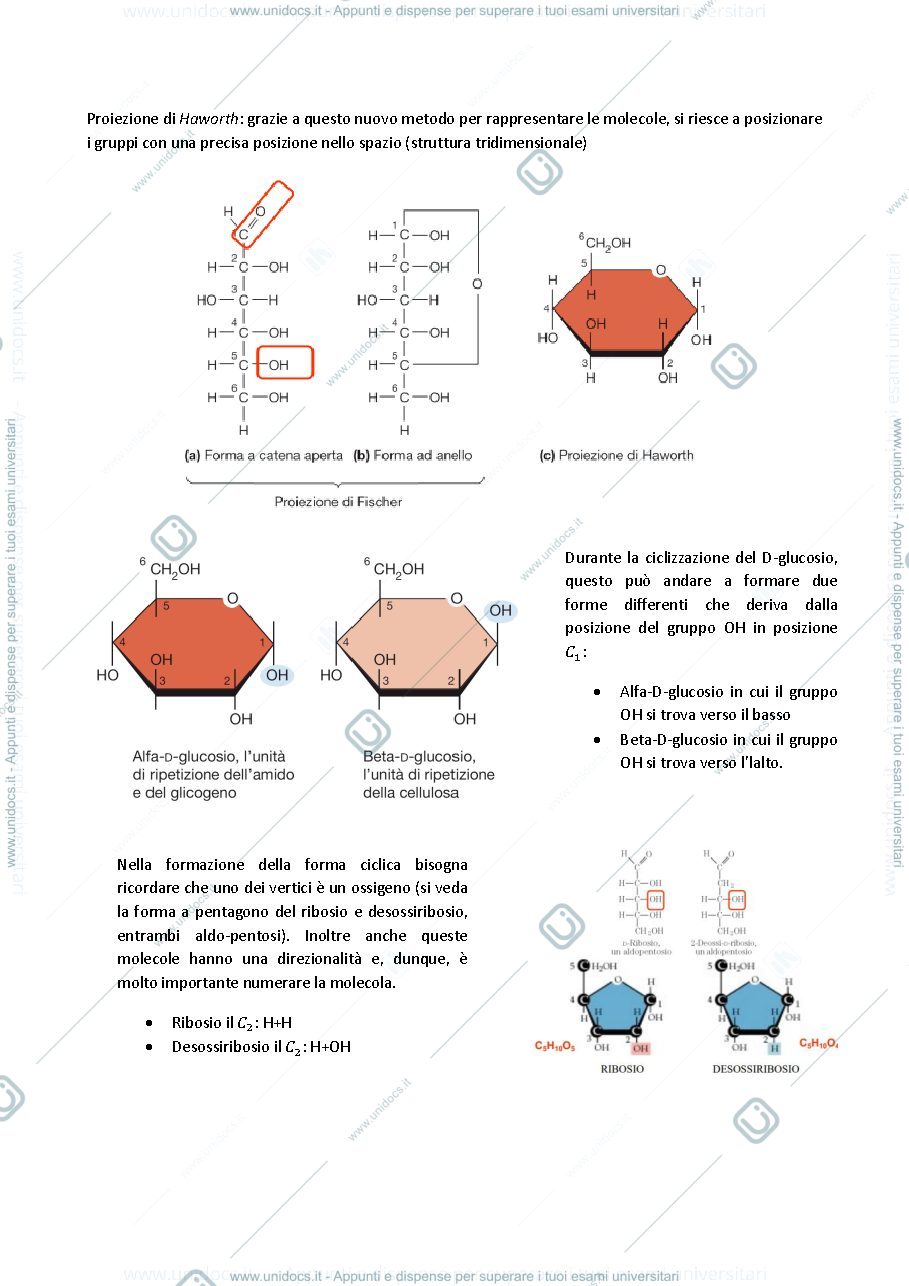 Anteprima pagina 3 — Biologia generale: dalle macromolecole alla replicazione del DNA