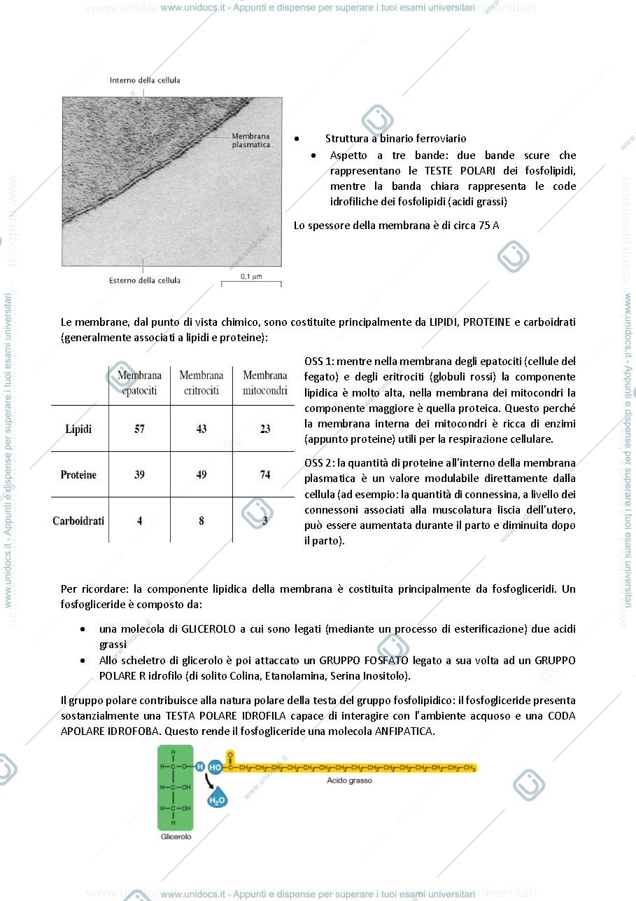 Anteprima pagina 2 — biologia generale e cellulare - Le Membrane
