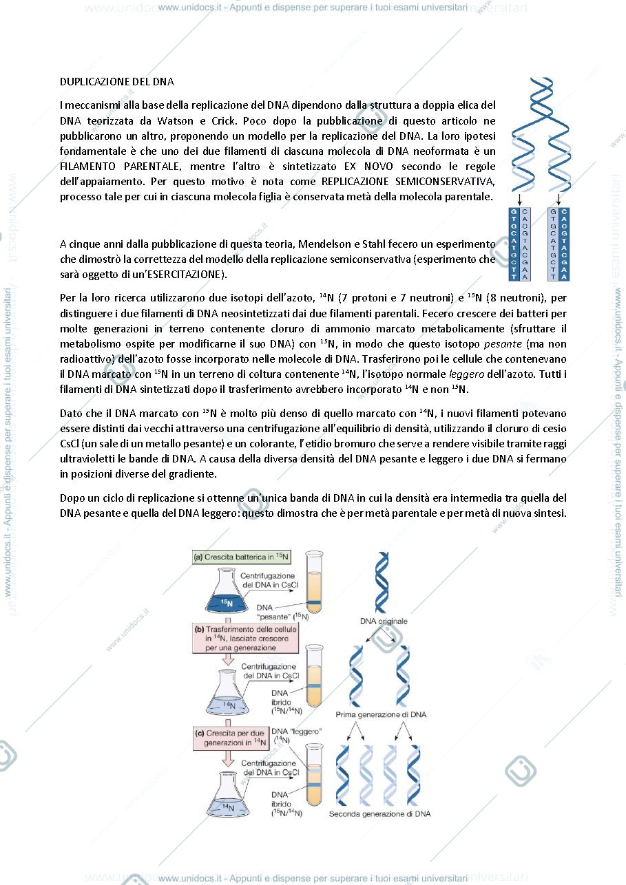 Anteprima pagina 1 — biologia generale e cellulare - Duplicazione del DNA