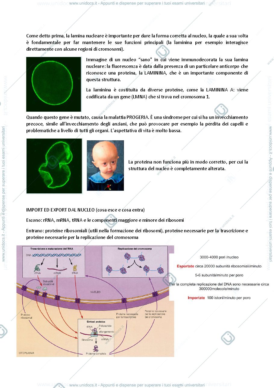 Anteprima pagina 4 — biologia generale e cellulare - La Cellula