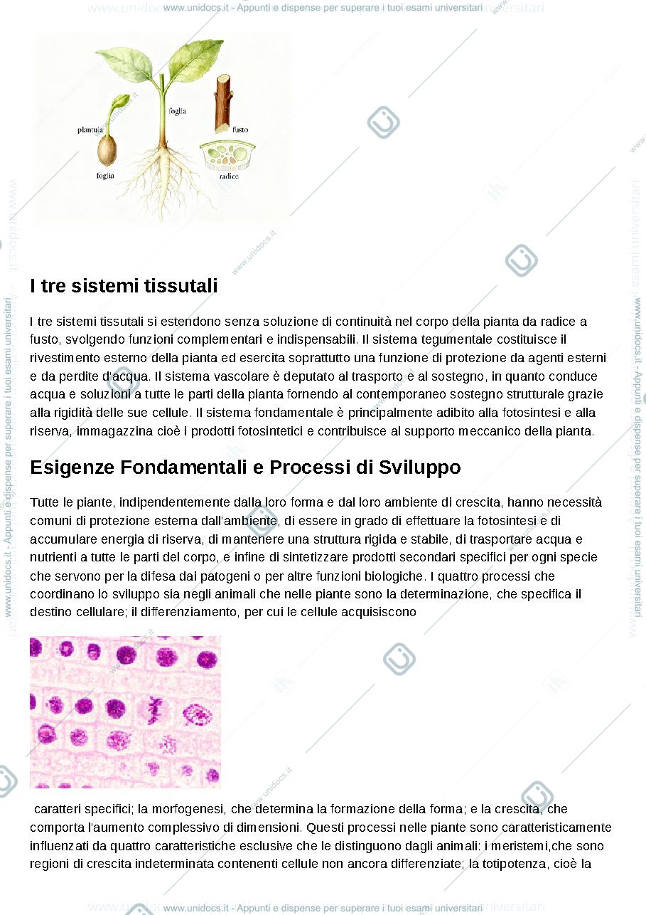 Anteprima pagina 2 — Biologia vegetale