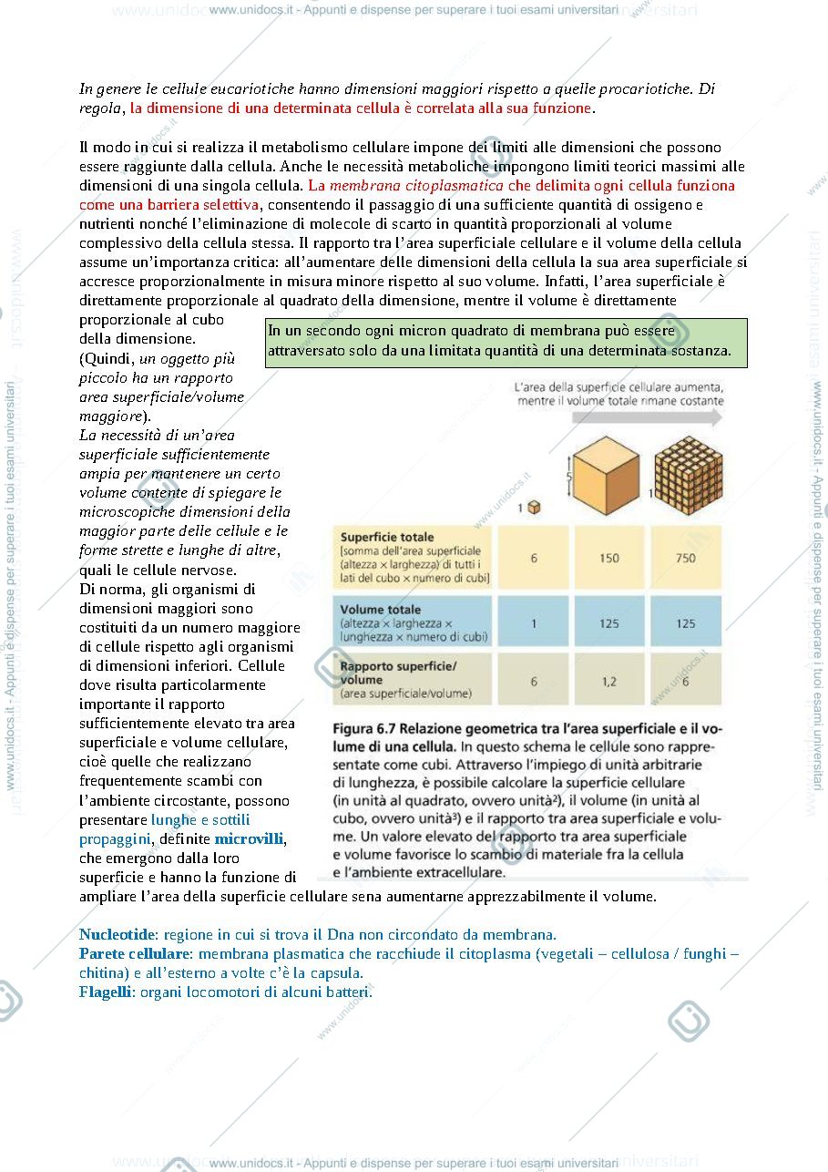 Anteprima pagina 2 — La cellula