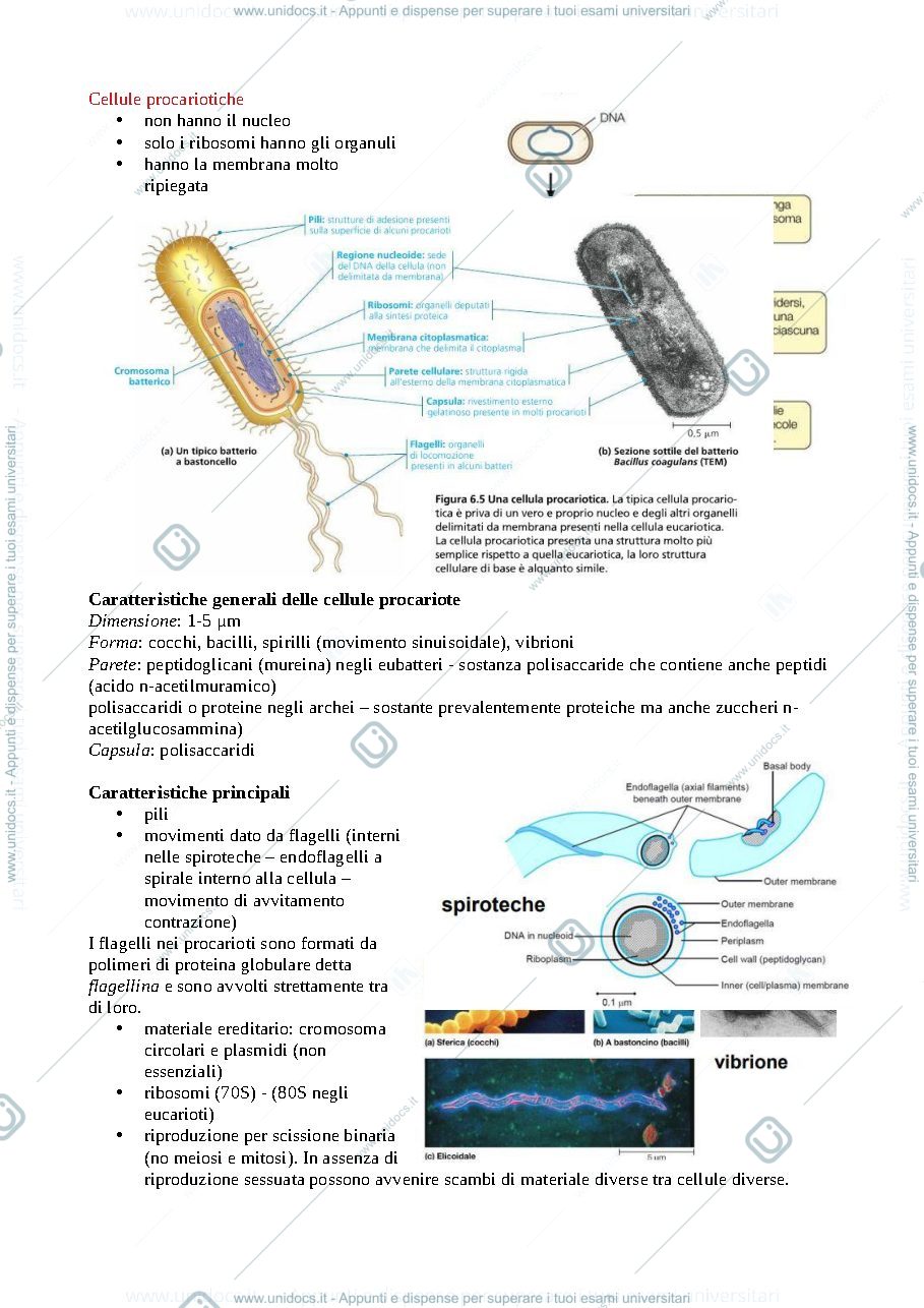 Anteprima pagina 3 — La cellula