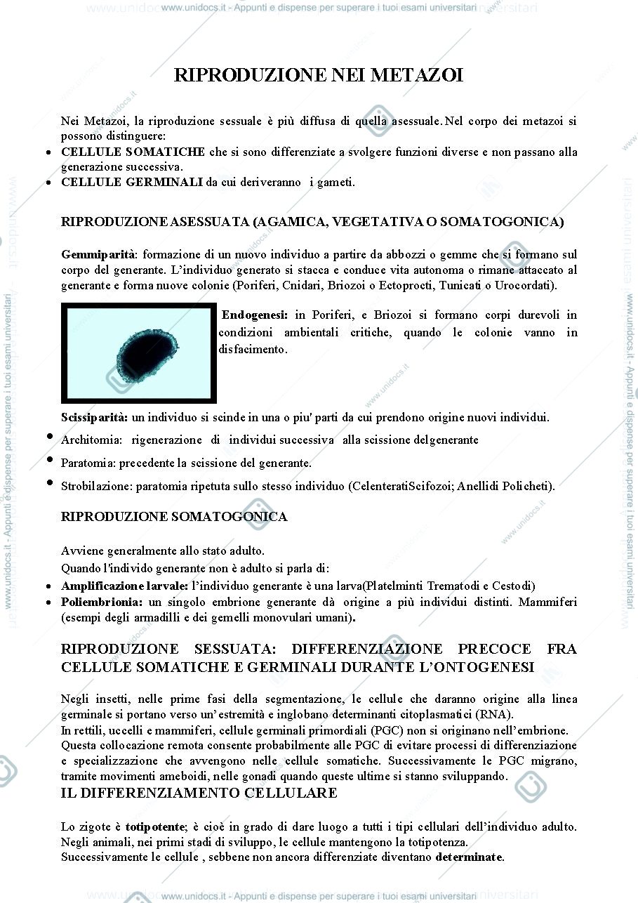 Anteprima pagina 1 — RIPRODUZIONE SESSUATA E ASESSUATA + ERMAFRODITISMO + DETERMINAZIONE DEL SESSO