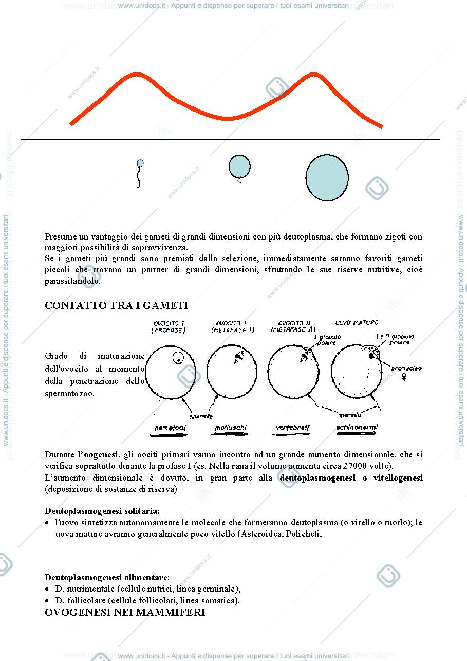 Anteprima pagina 3 — RIPRODUZIONE SESSUATA E ASESSUATA + ERMAFRODITISMO + DETERMINAZIONE DEL SESSO