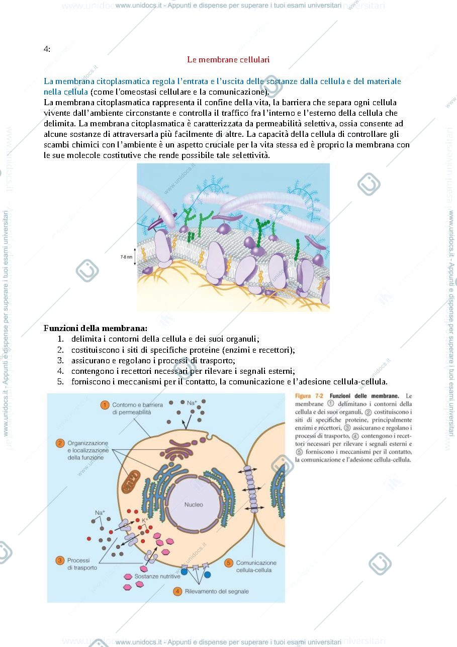 Anteprima pagina 1 — La cellula