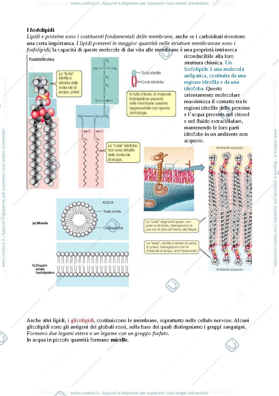 Anteprima pagina 2 — La cellula