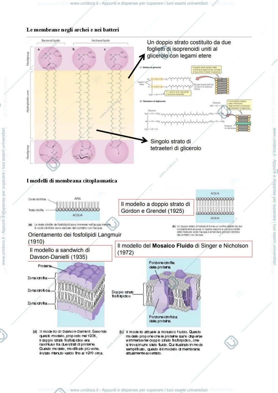Anteprima pagina 3 — La cellula