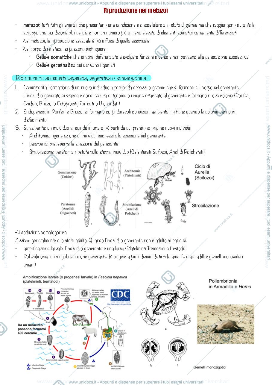 Anteprima pagina 1 — Riproduzione nei metazoi