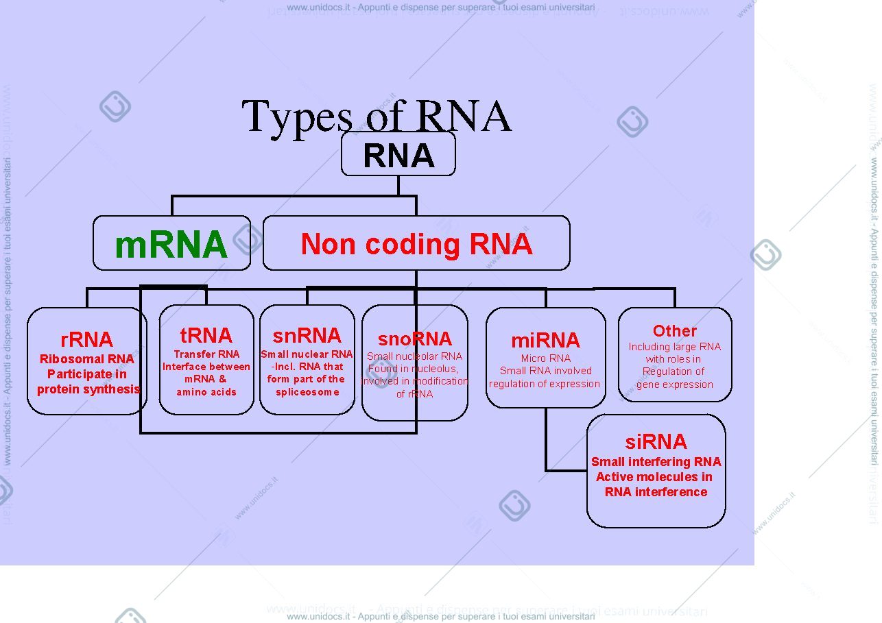 Anteprima pagina 1 —  RNA E TRASCRIZIONE