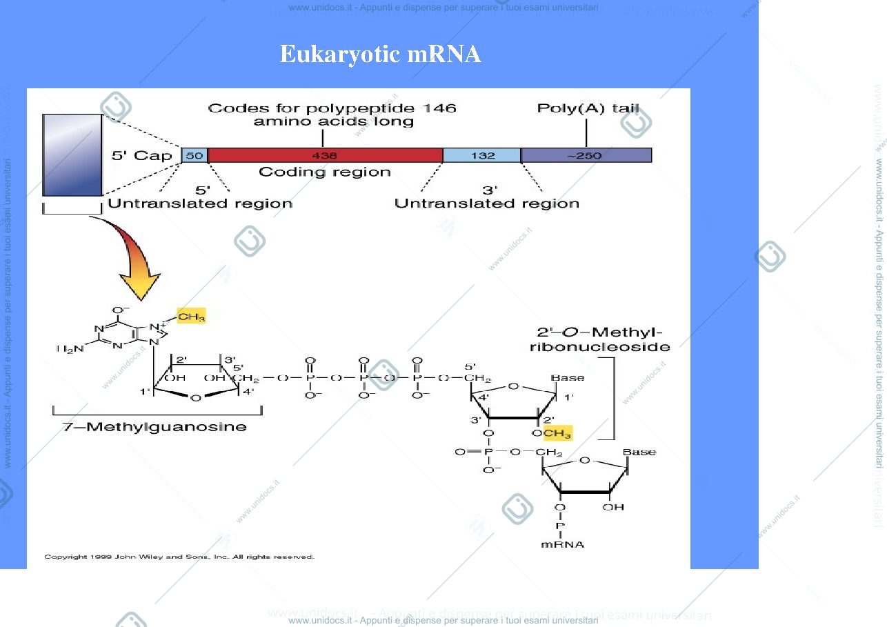 Anteprima pagina 2 —  RNA E TRASCRIZIONE