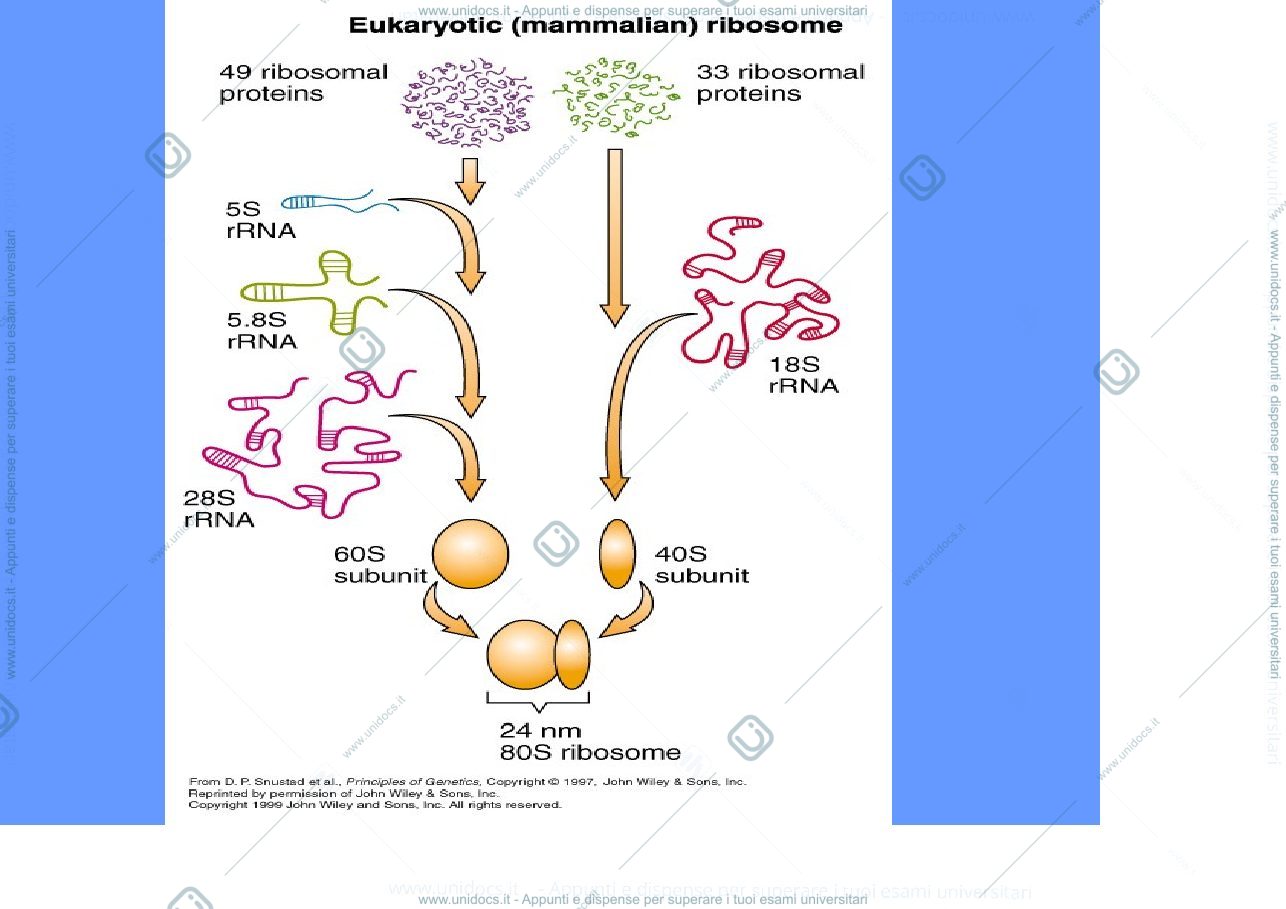 Anteprima pagina 4 —  RNA E TRASCRIZIONE