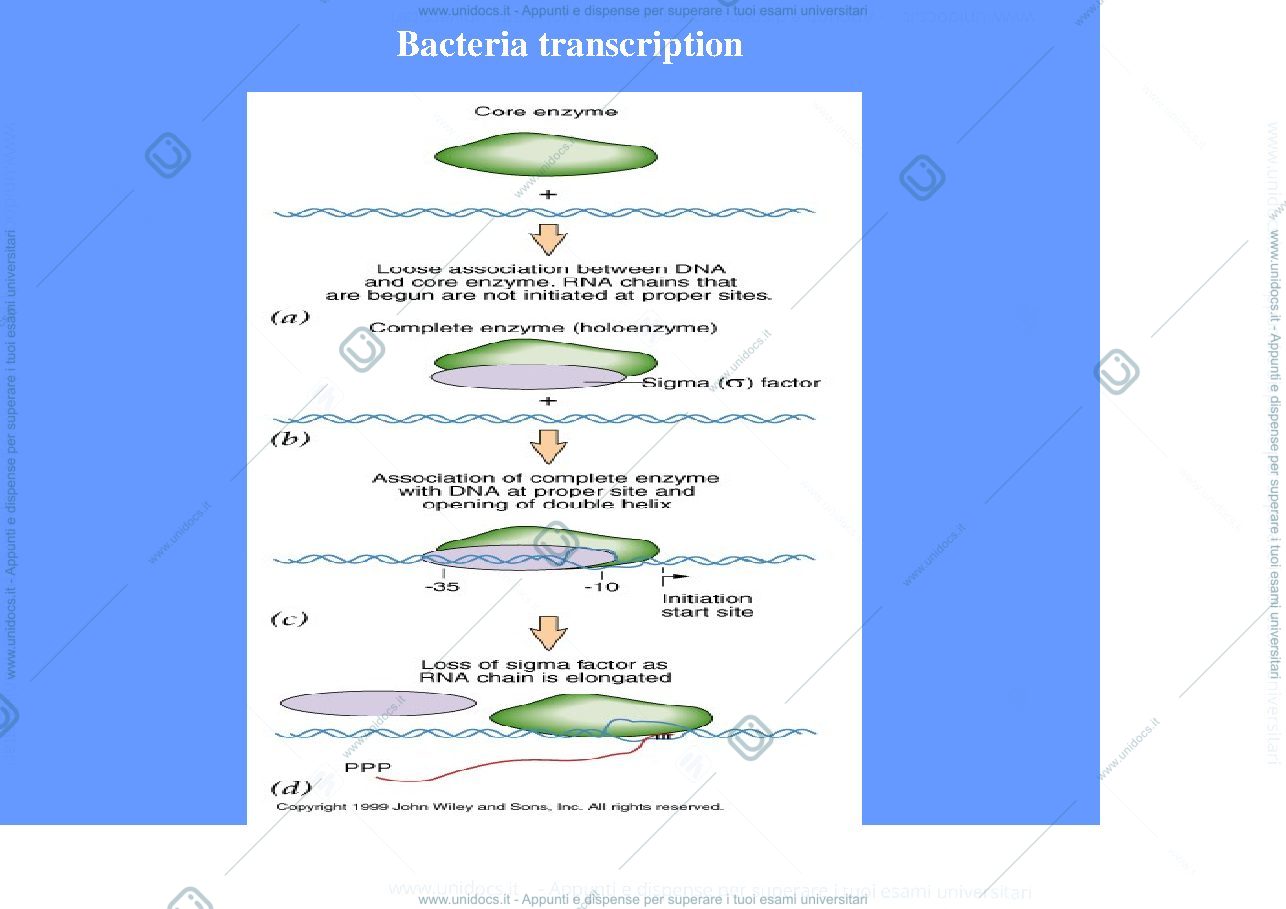 Anteprima pagina 5 —  RNA E TRASCRIZIONE