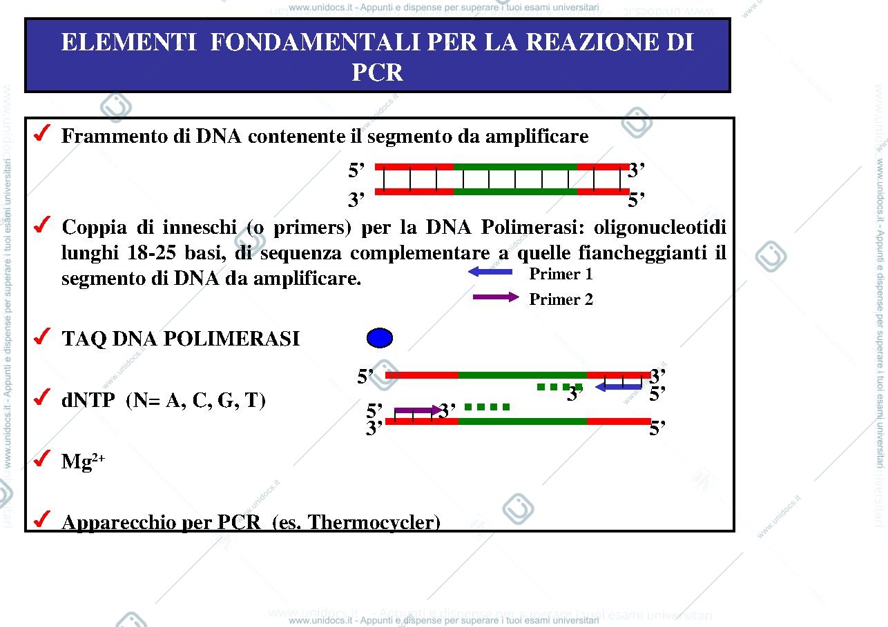 Anteprima pagina 2 — PCR