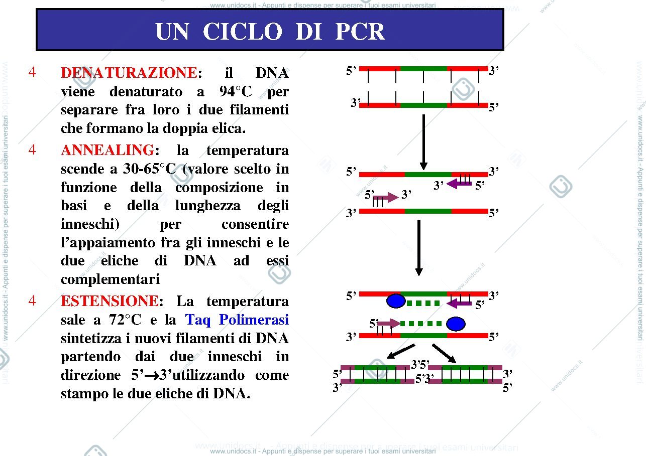 Anteprima pagina 3 — PCR