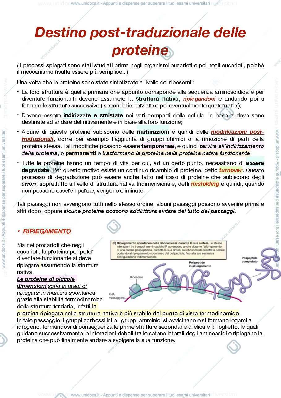 Anteprima pagina 1 — Destino post-traduzionale delle proteine 