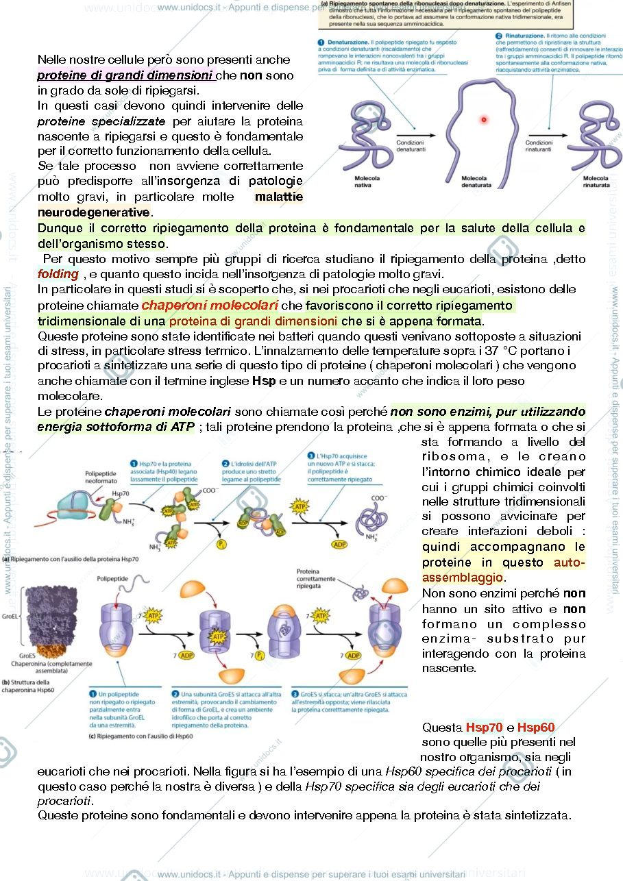 Anteprima pagina 2 — Destino post-traduzionale delle proteine 
