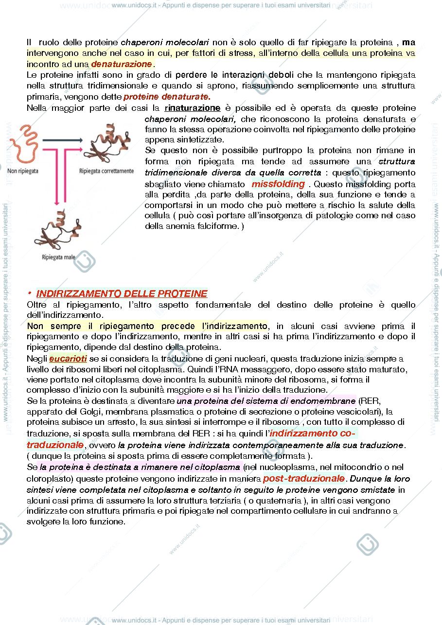 Anteprima pagina 3 — Destino post-traduzionale delle proteine 
