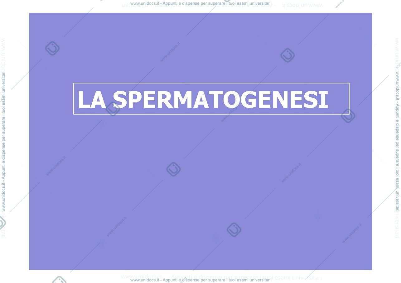 Anteprima pagina 1 — spermatogenesi