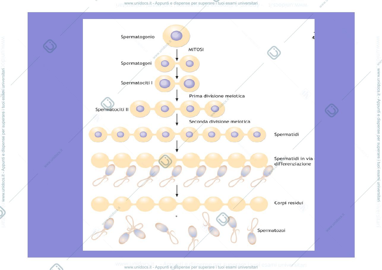 Anteprima pagina 2 — spermatogenesi