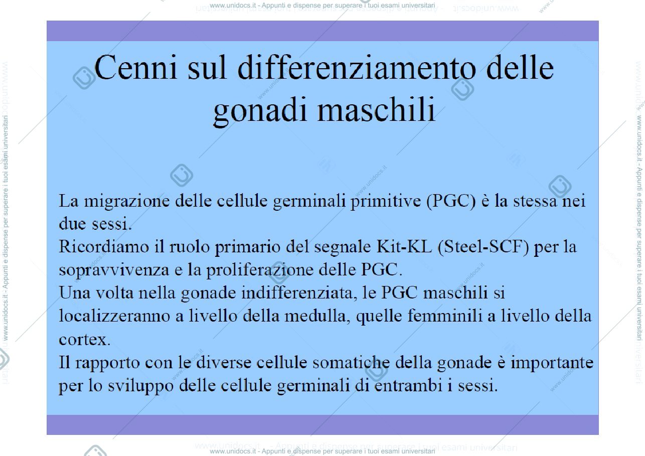 Anteprima pagina 3 — spermatogenesi