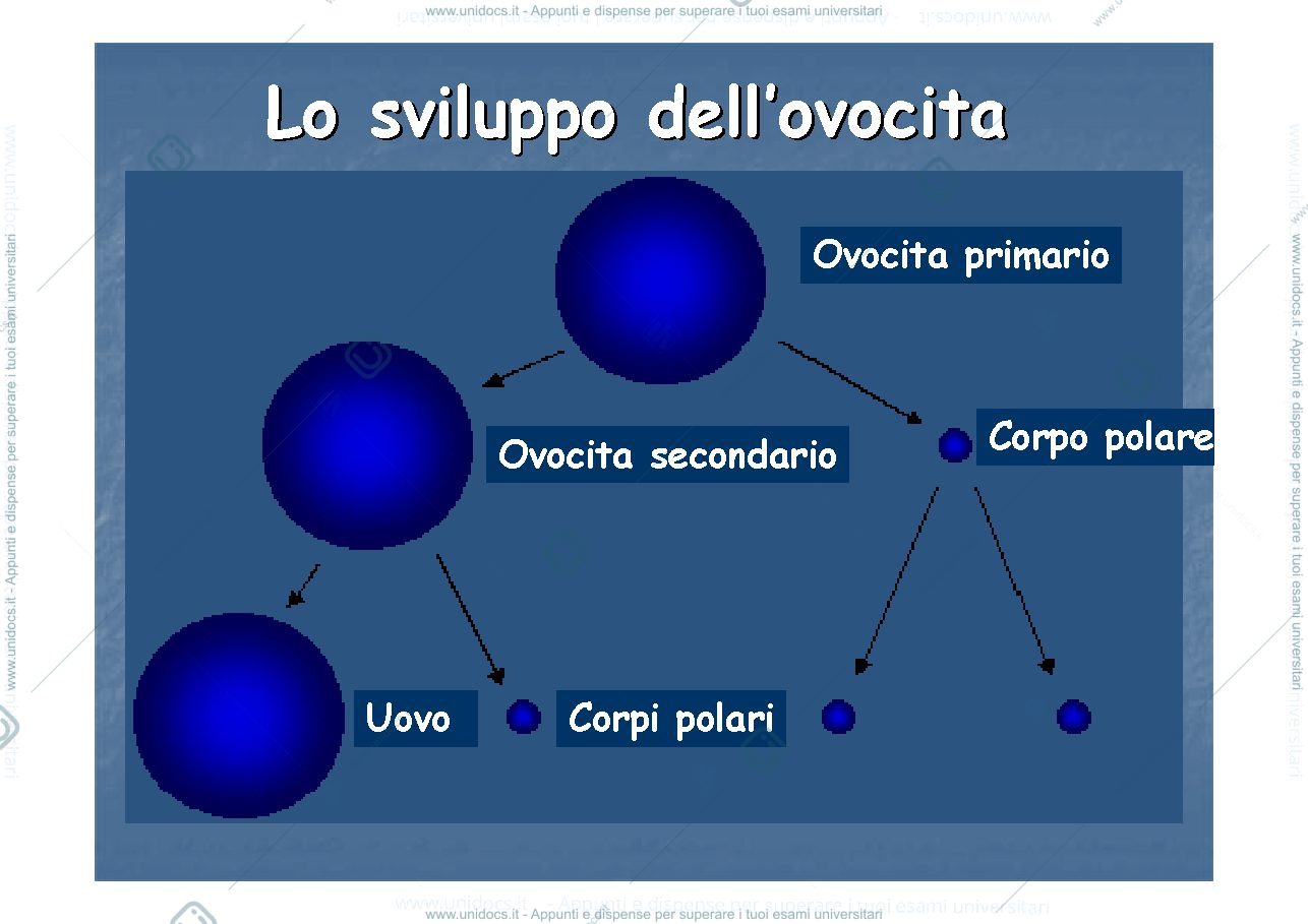Anteprima pagina 2 — ovogenesi