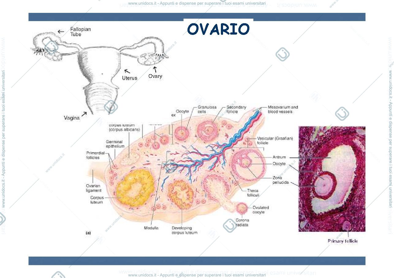 Anteprima pagina 3 — ovogenesi