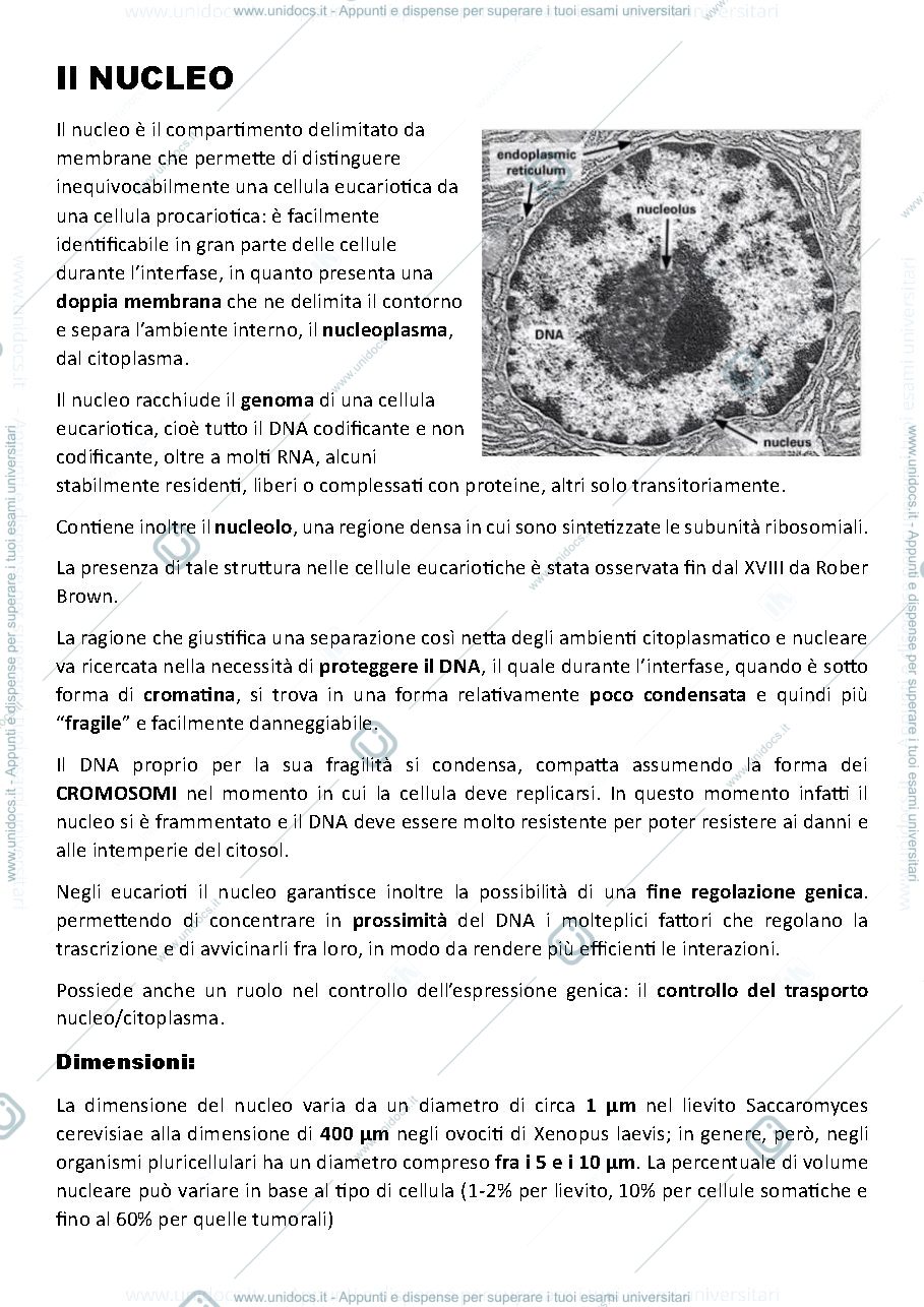 Anteprima pagina 1 — Il Nucleo