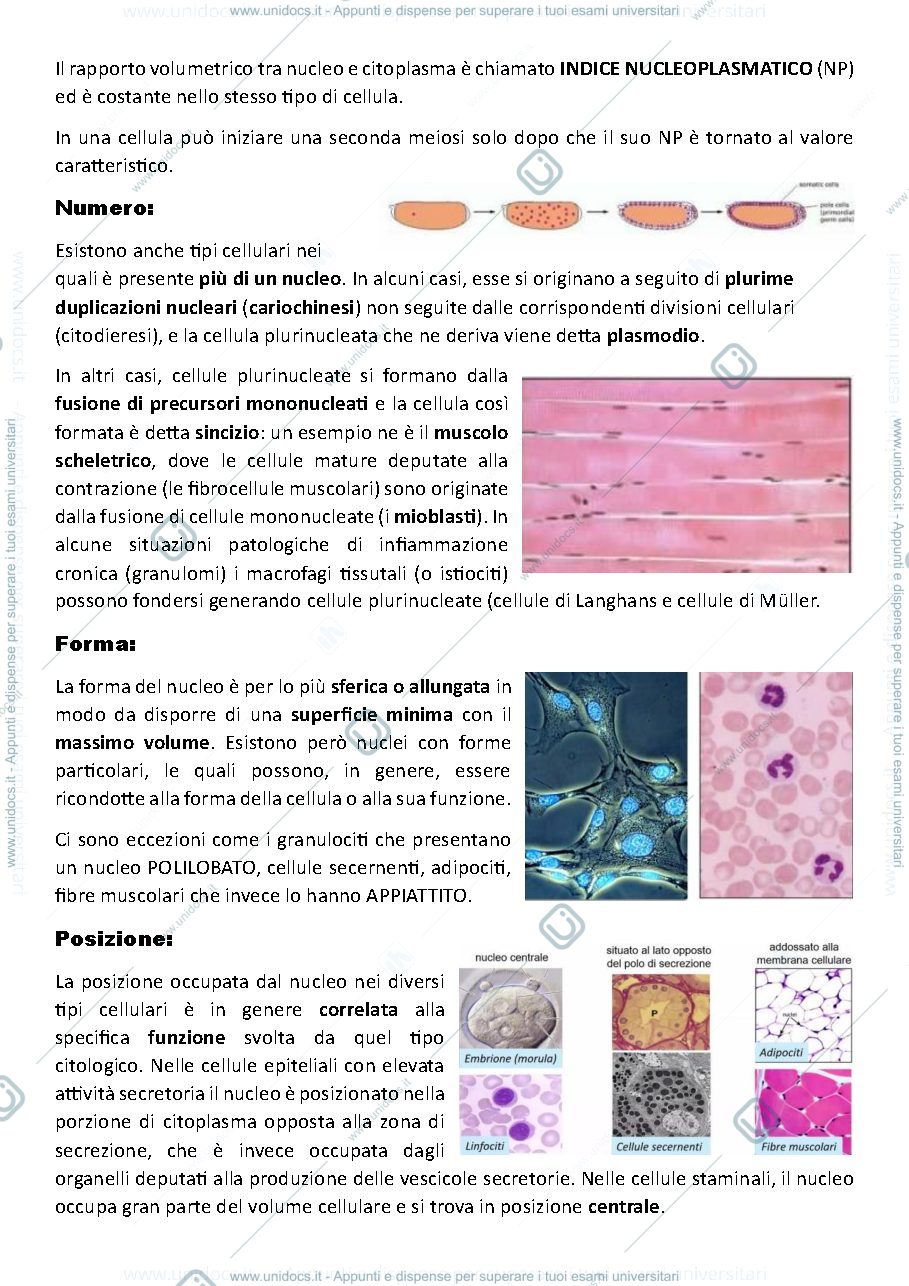 Anteprima pagina 2 — Il Nucleo