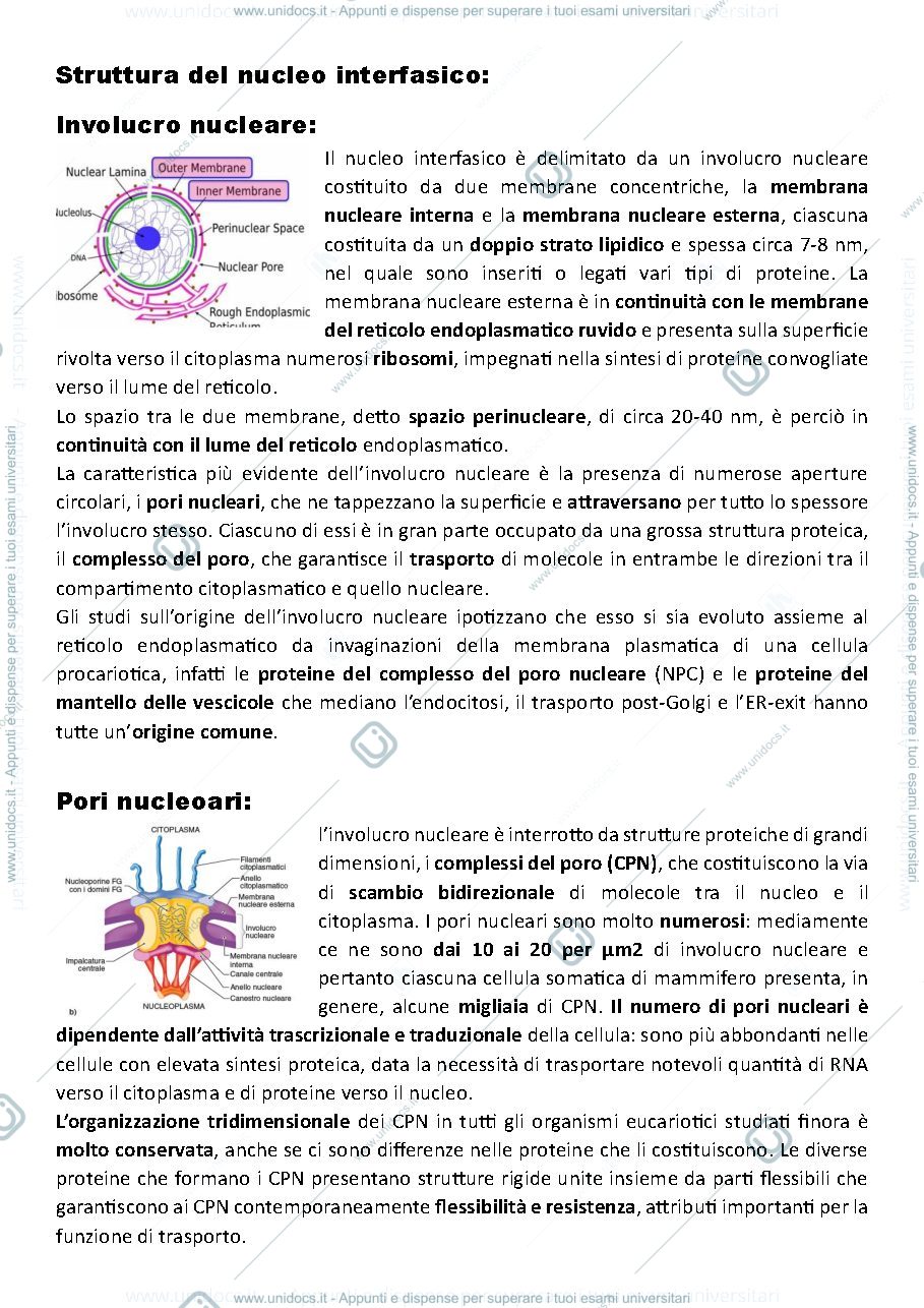 Anteprima pagina 3 — Il Nucleo