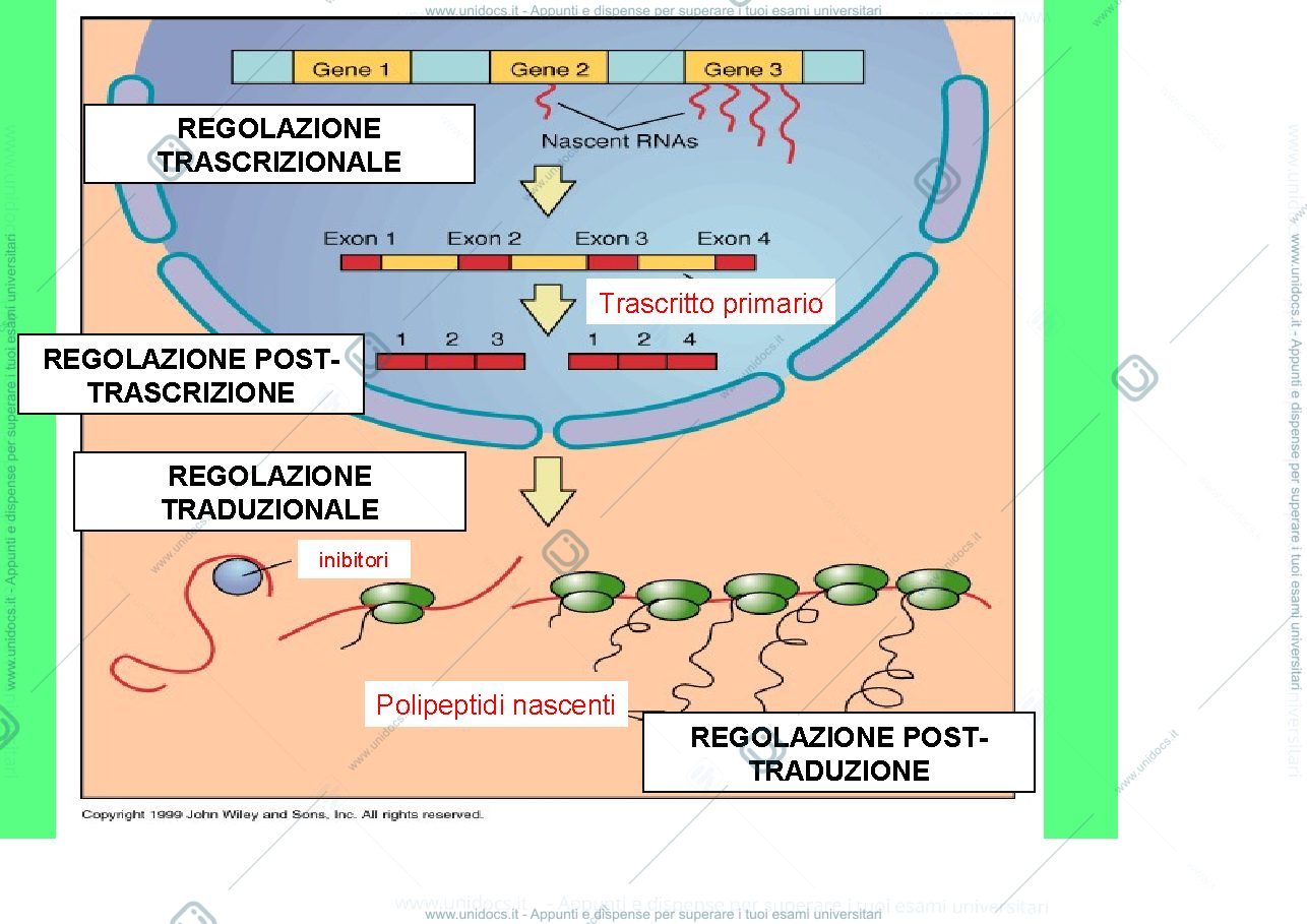 Anteprima pagina 2 — ANTISENSO