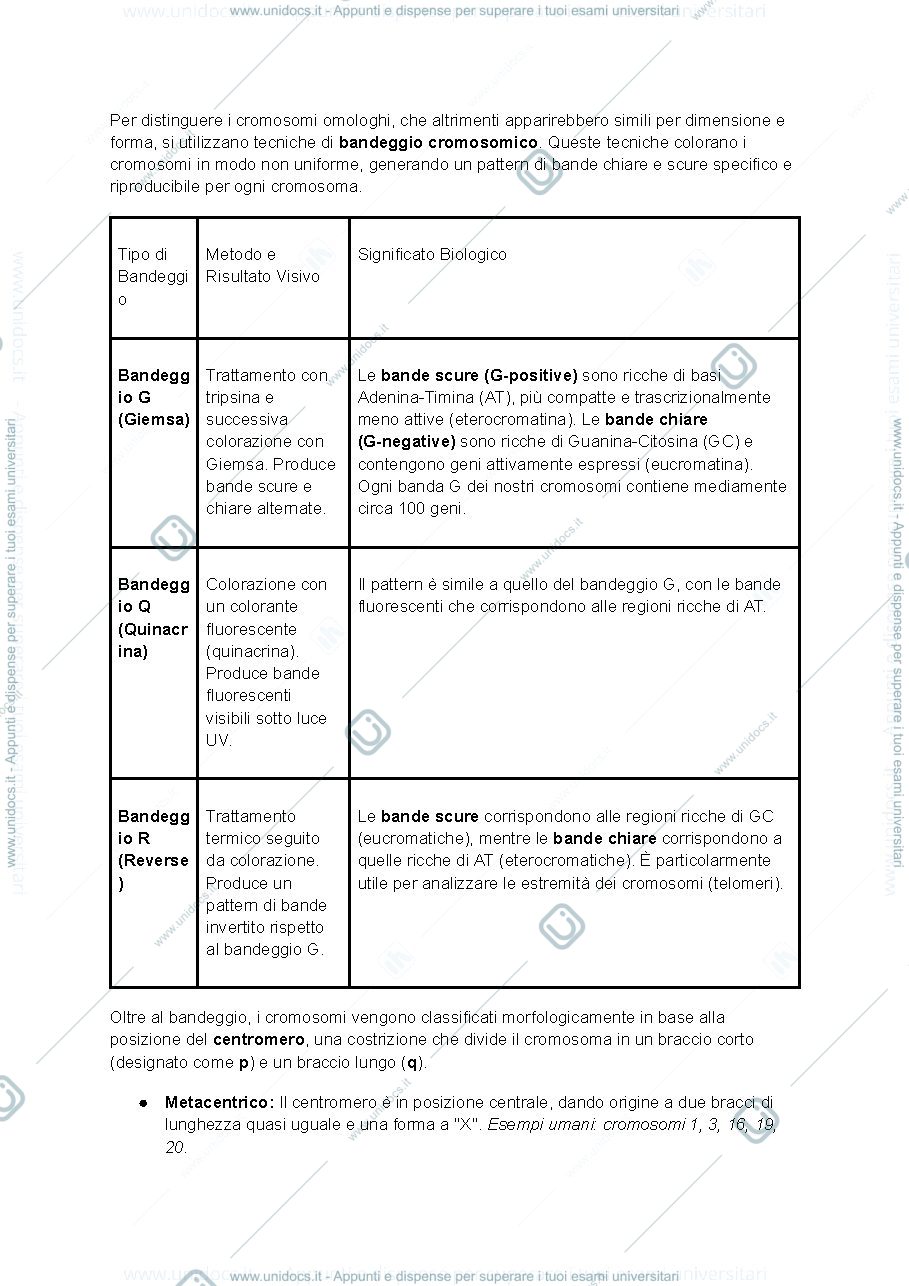 Anteprima pagina 2 — Biologia (UD2 semestre filtro): Il Genoma Eucariotico e l'Organizzazione del DNA