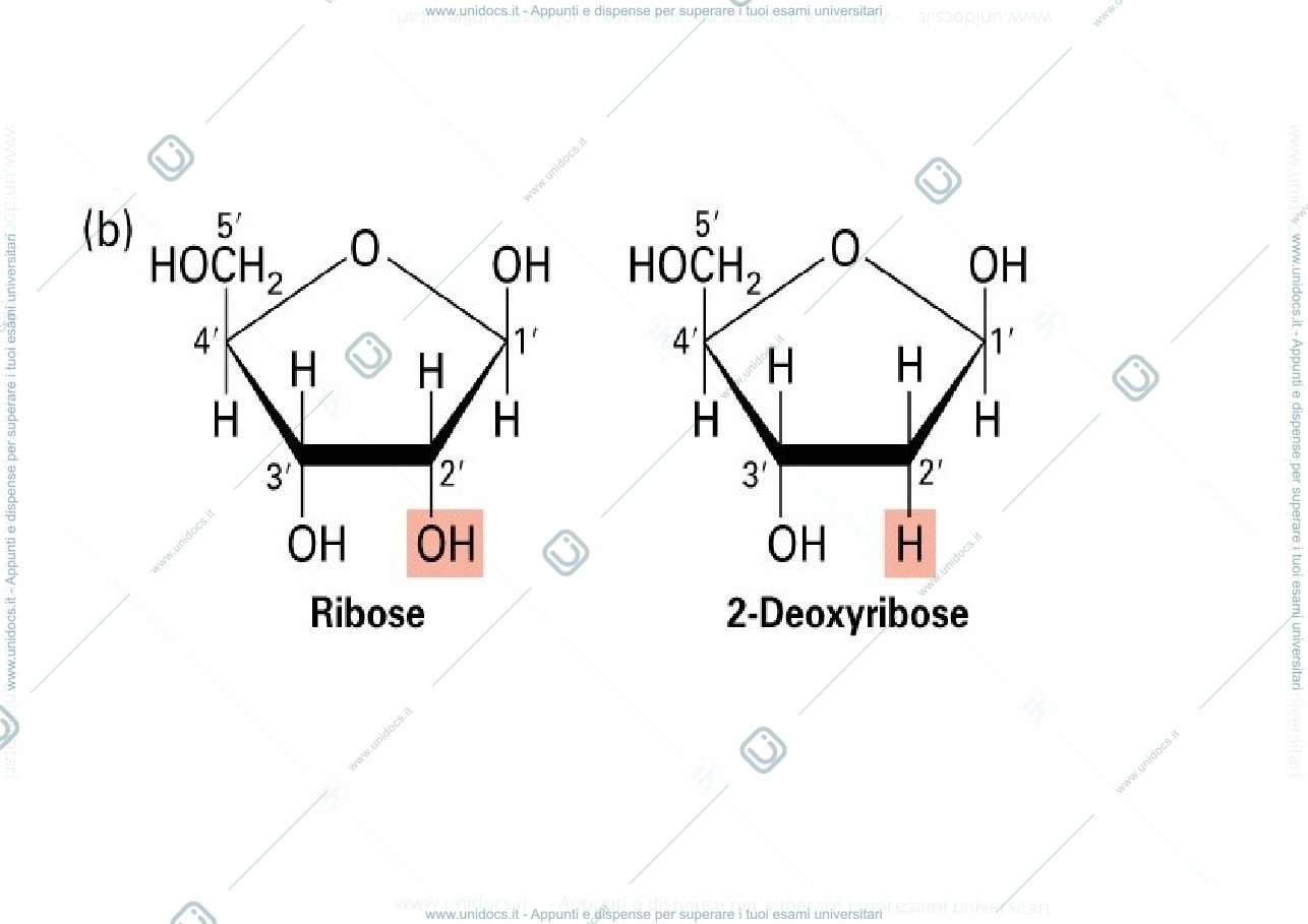 Anteprima pagina 4 — DNA
