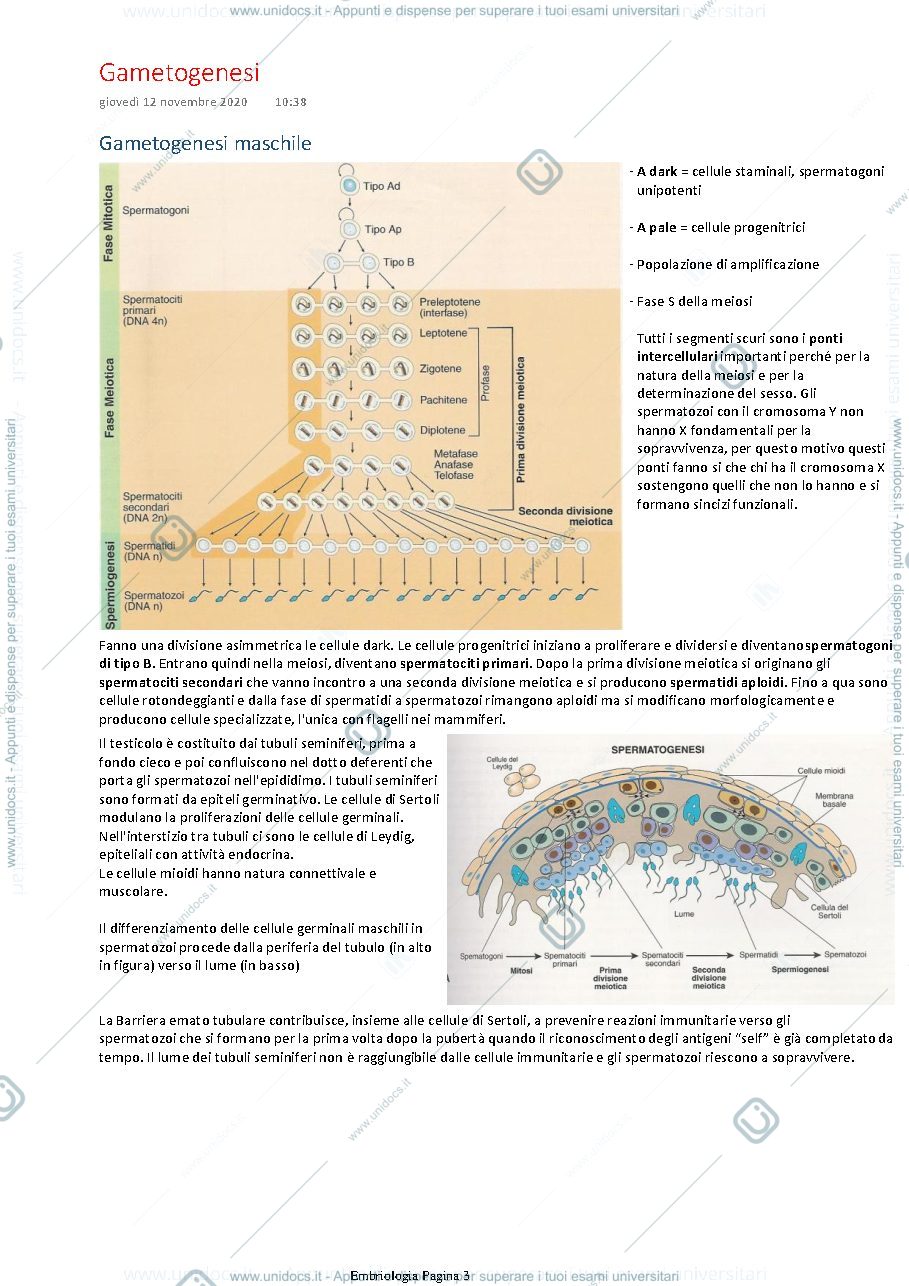 Anteprima pagina 3 — Embriologia