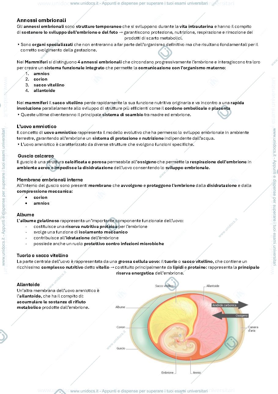 Anteprima pagina 1 — Annessi embrionali e placentazione.