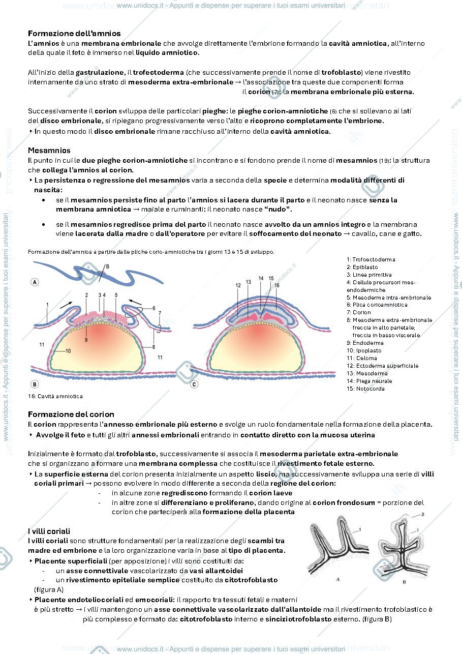 Anteprima pagina 2 — Annessi embrionali e placentazione.