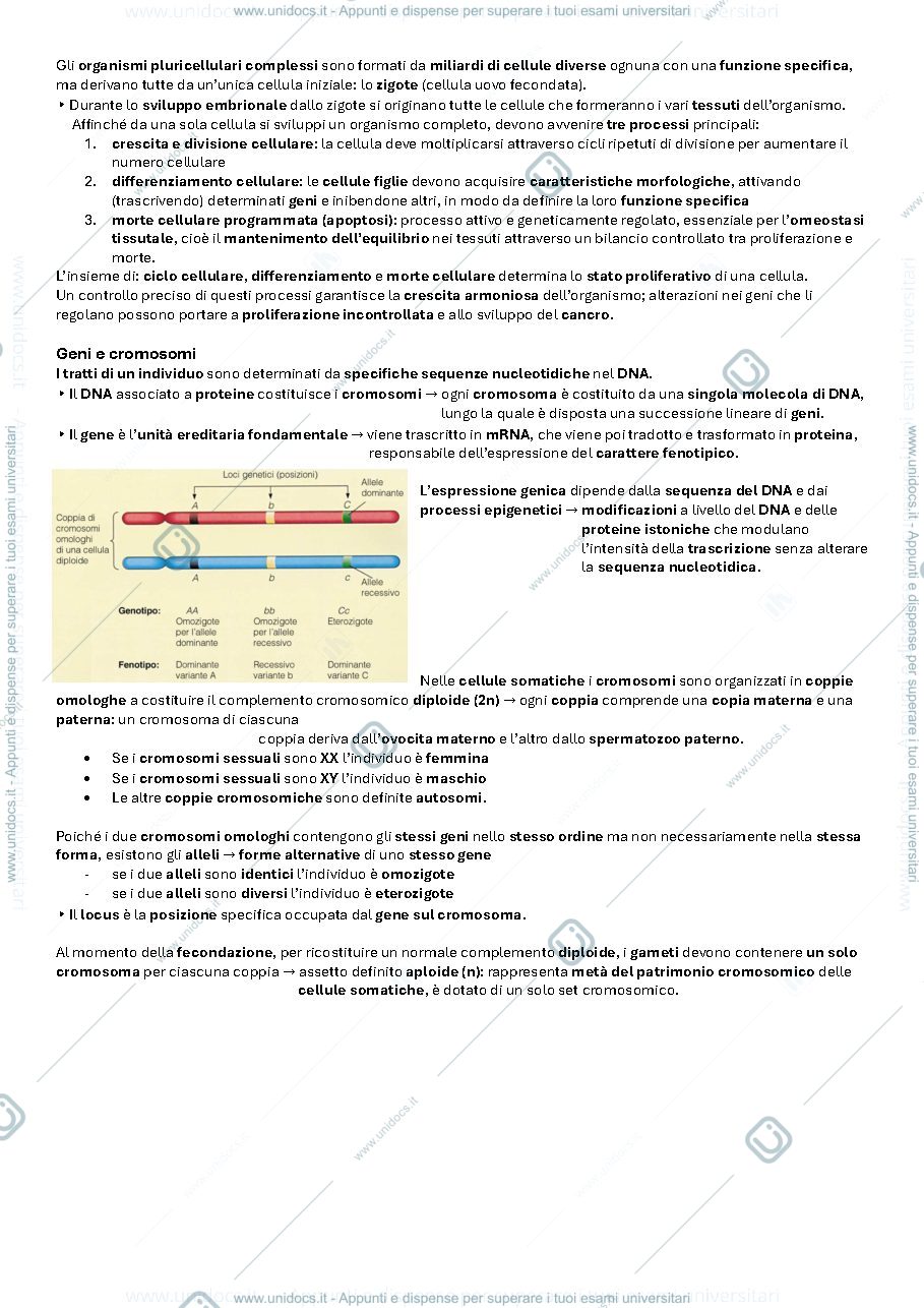 Anteprima pagina 1 — Mitosi, Meiosi e Gametogenesi