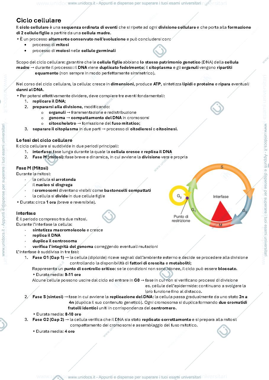 Anteprima pagina 3 — Mitosi, Meiosi e Gametogenesi