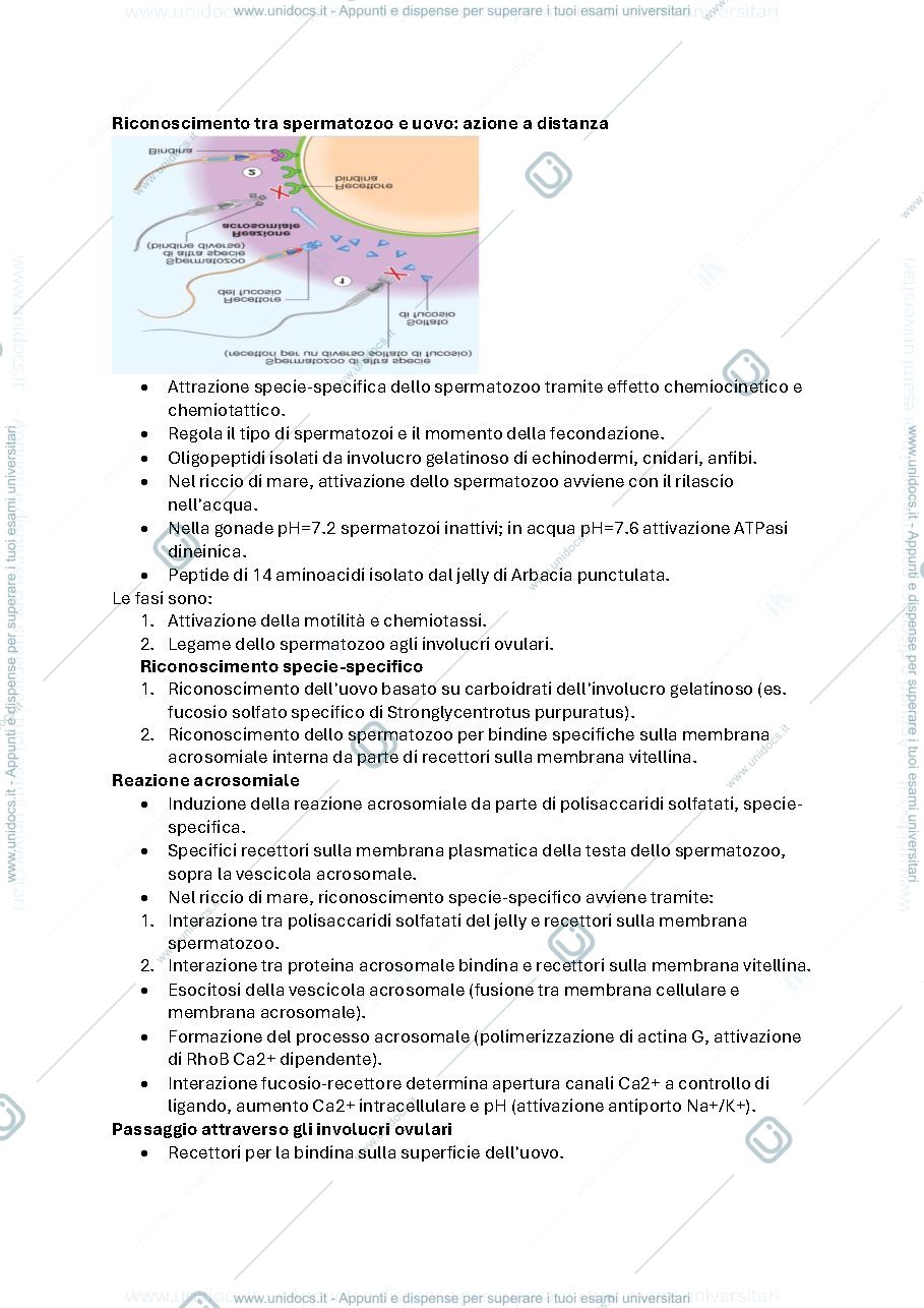 Anteprima pagina 2 — Fecondazione esterna 