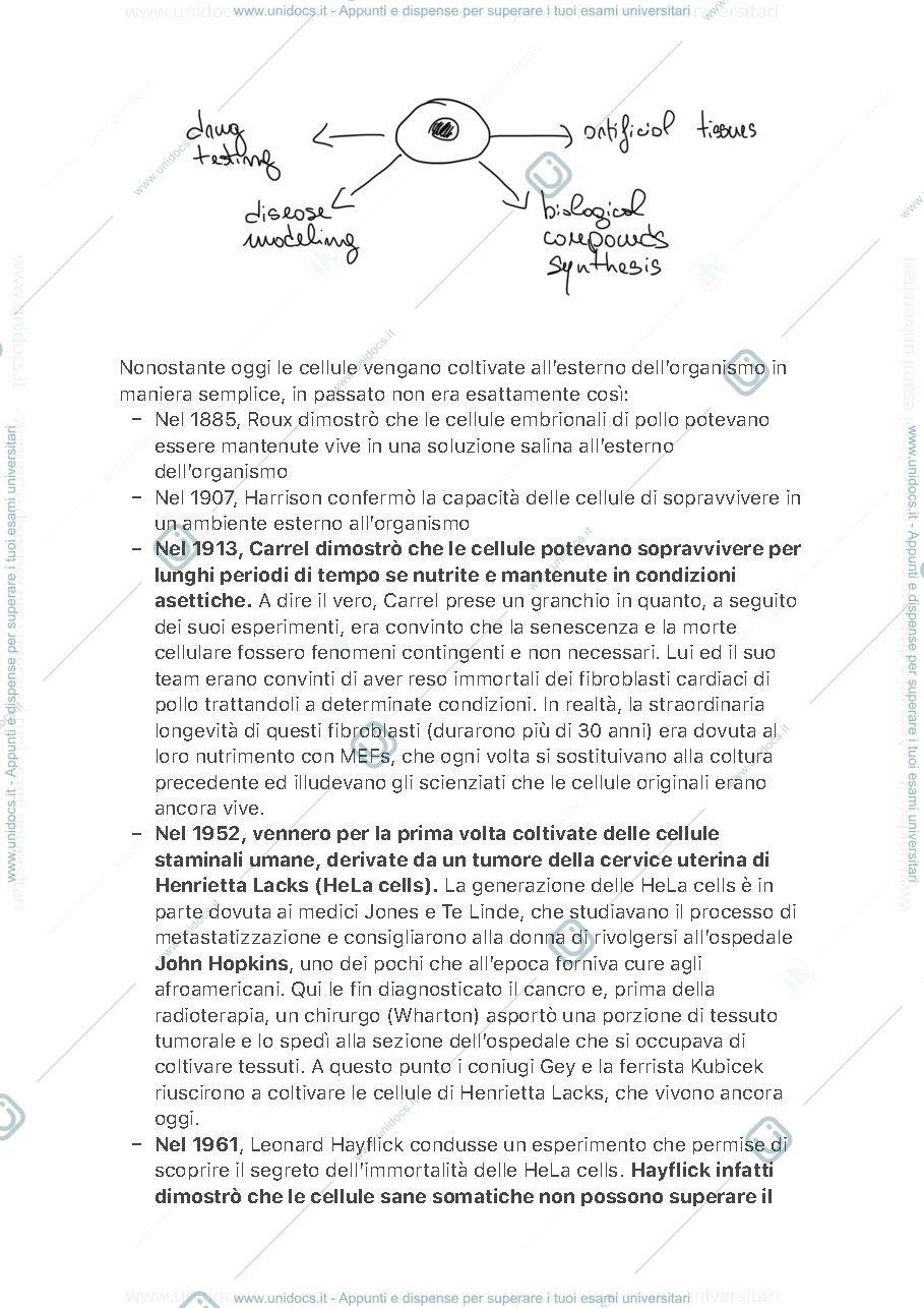 Anteprima pagina 3 — Biologia Molecolare delle Cellule Staminali 