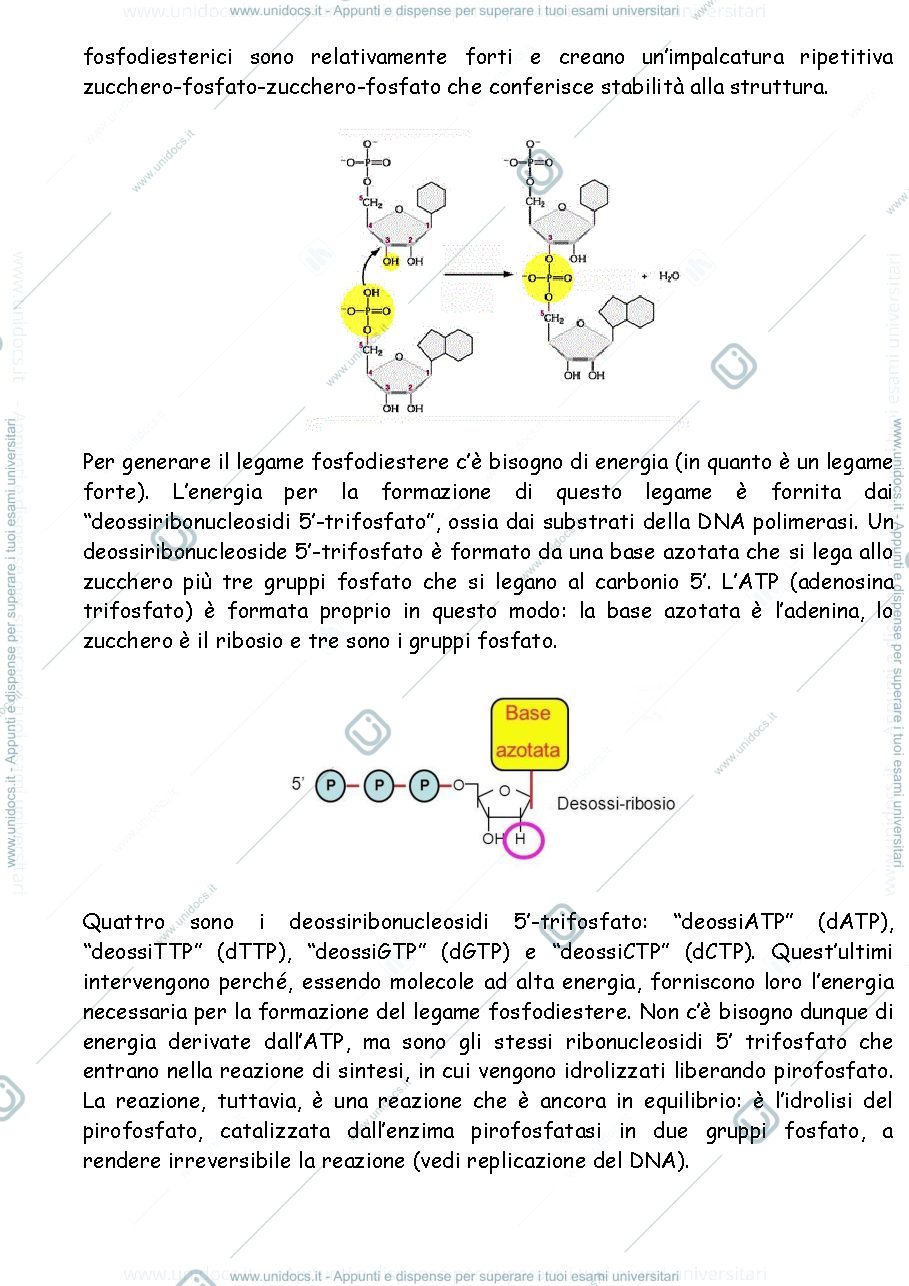 Anteprima pagina 2 — Biologia molecolare 