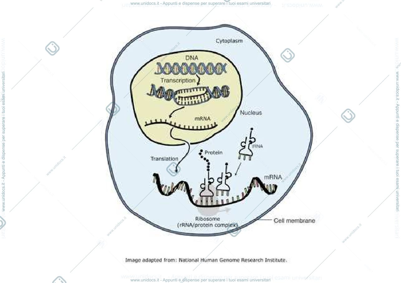 Anteprima pagina 3 — Tecniche di biologia molecolare