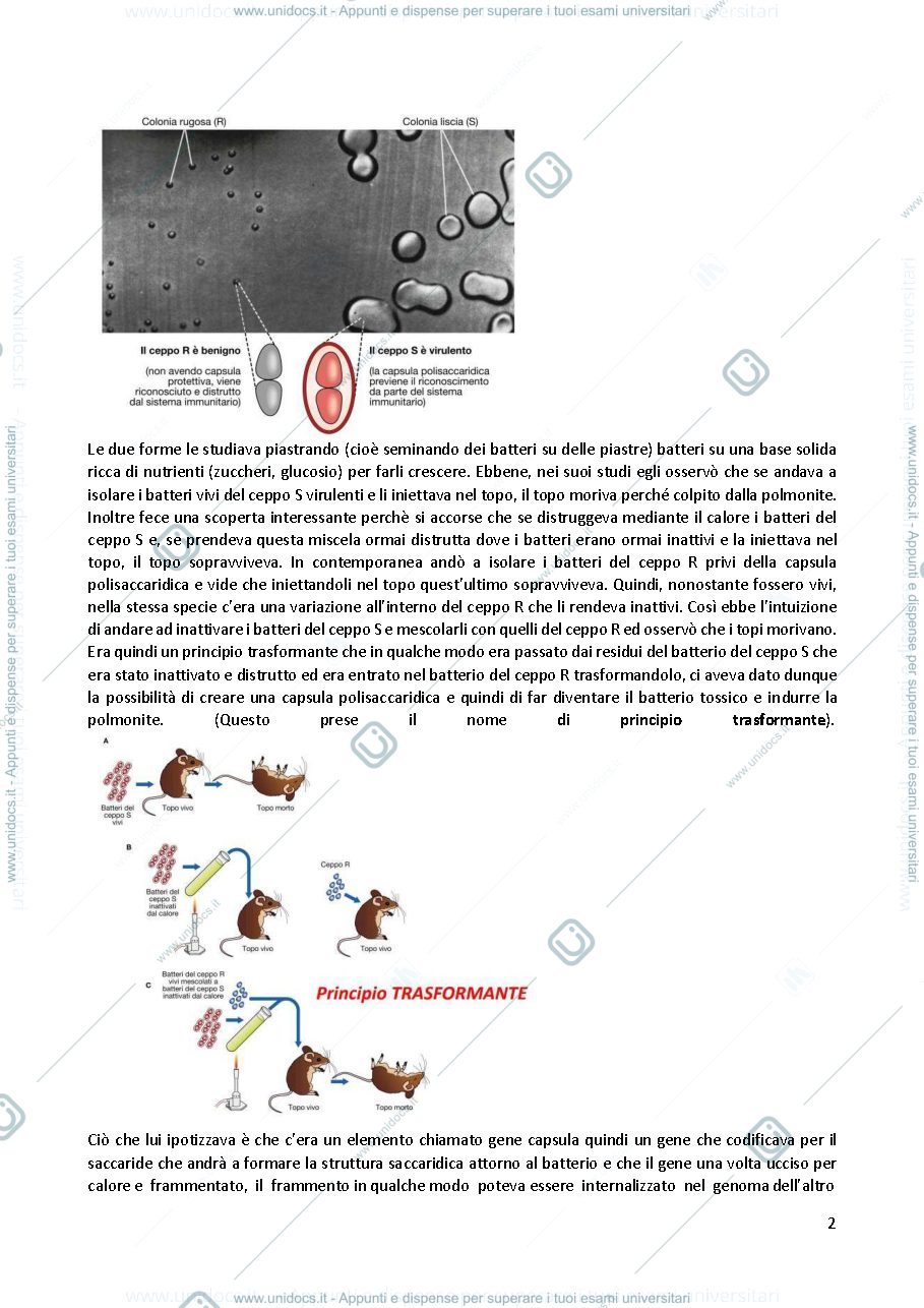 Anteprima pagina 2 — Biologia molecolare