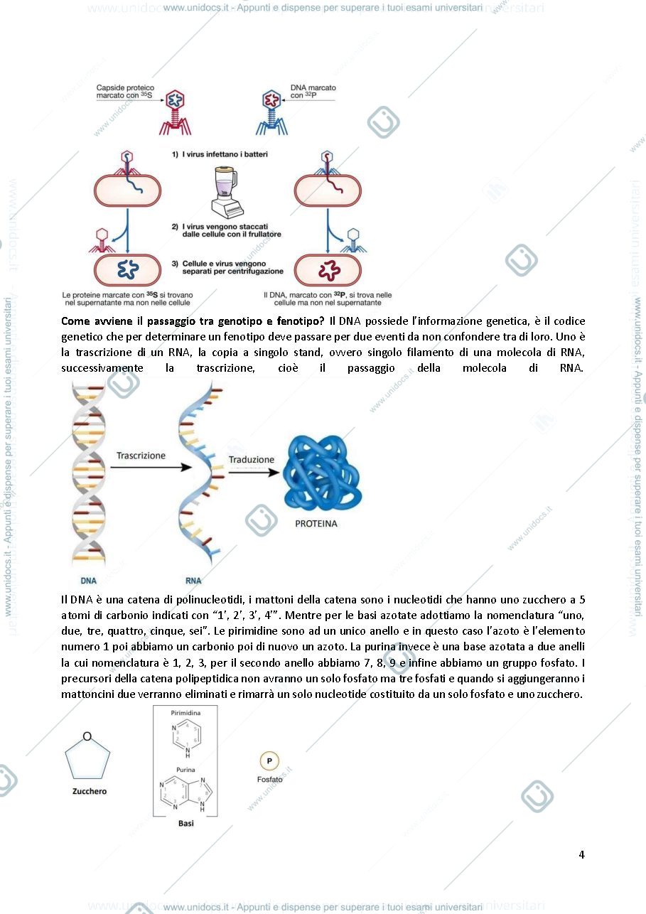 Anteprima pagina 4 — Biologia molecolare