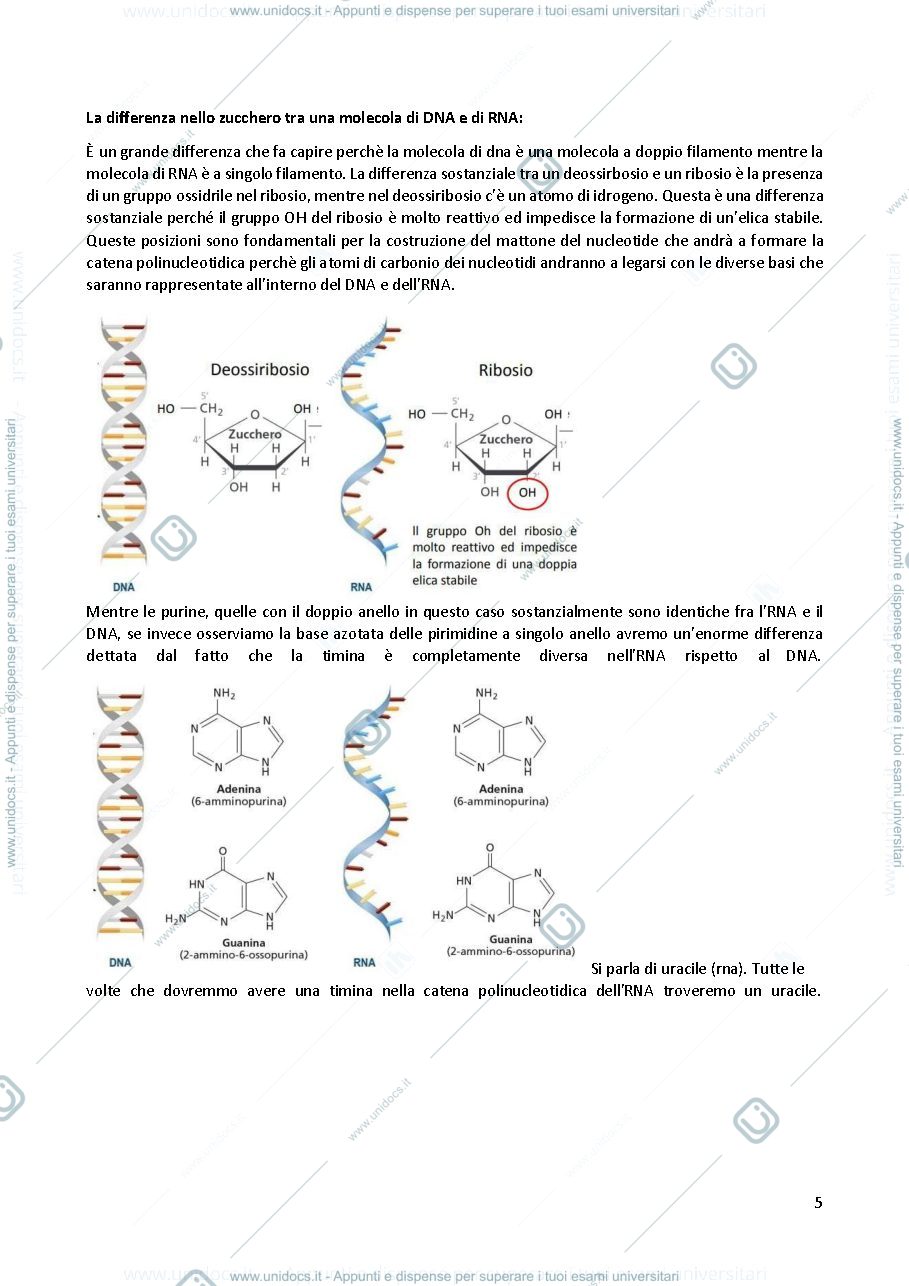 Anteprima pagina 5 — Biologia molecolare